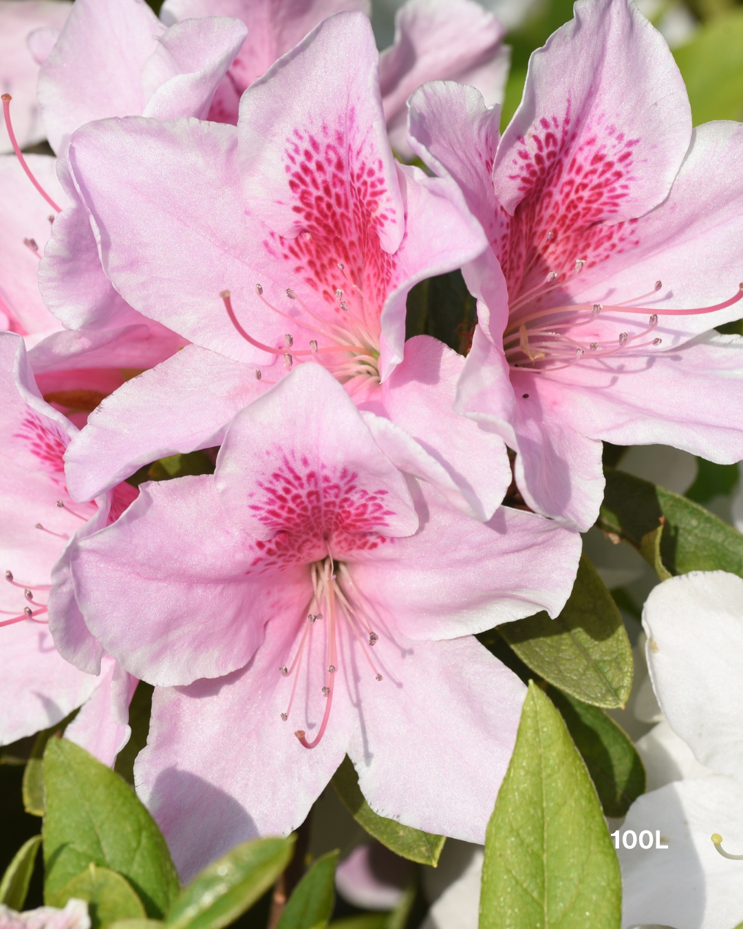 Azalea indica 'Alphonse Anderson' – Alphonse Anderson Azalea
