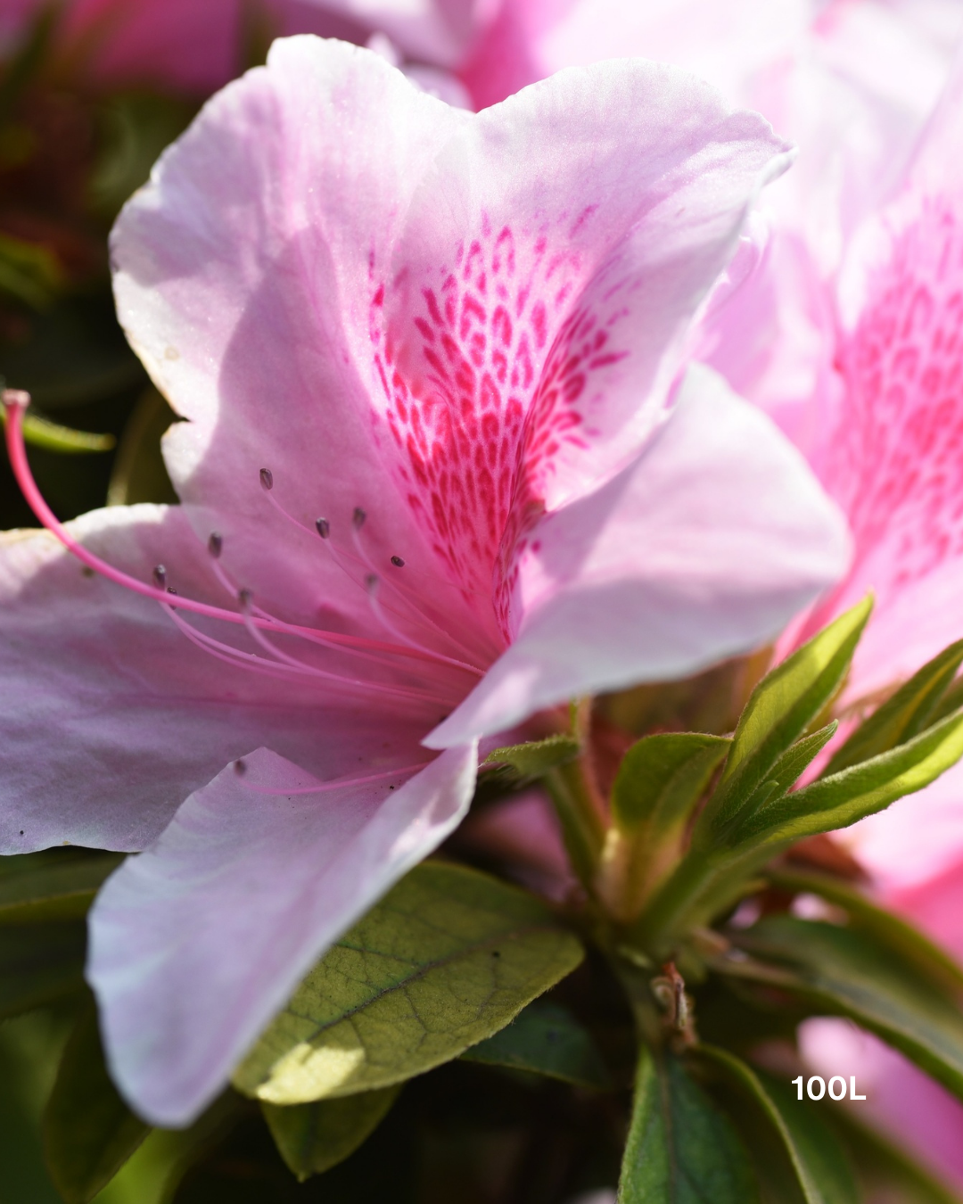 Azalea indica 'Alphonse Anderson' – Alphonse Anderson Azalea