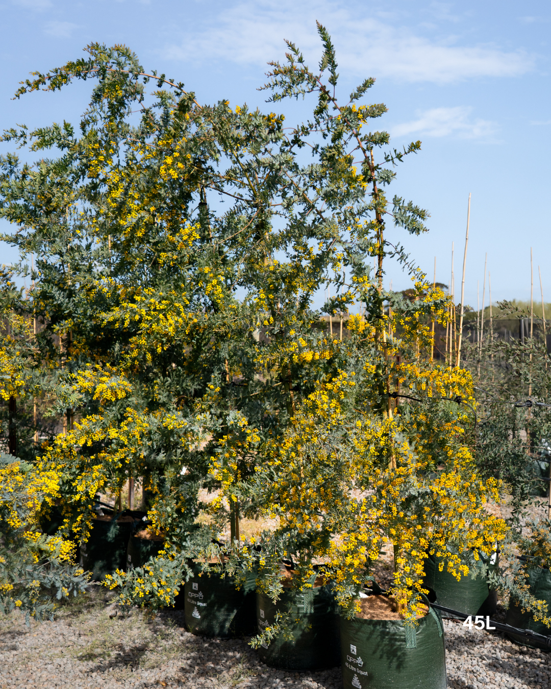 Acacia baileyana - Cootamundra Wattle