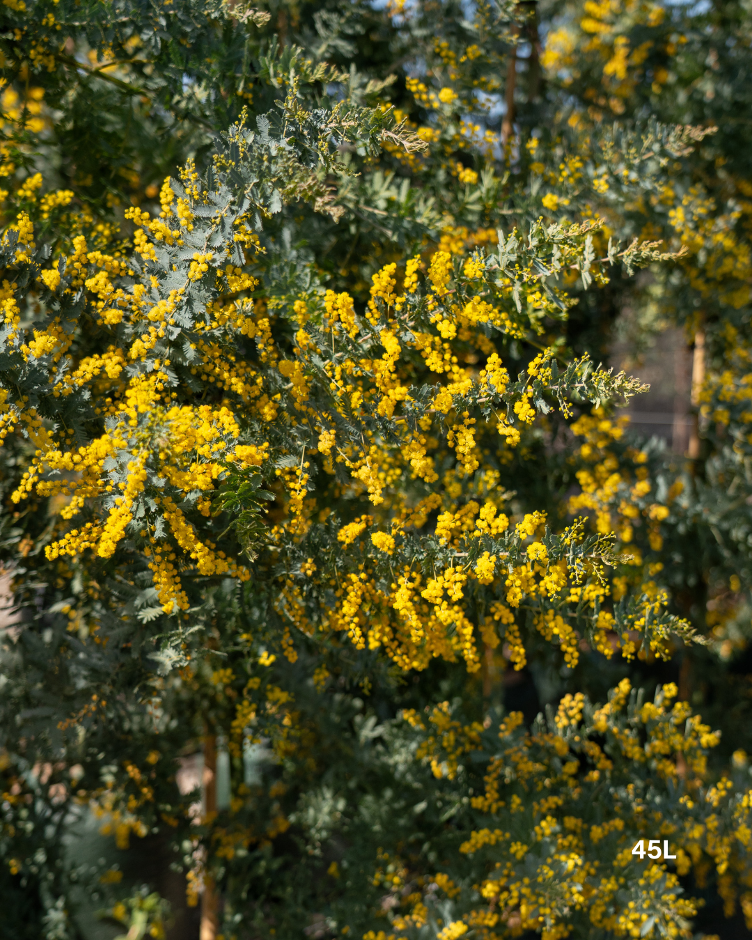Acacia baileyana - Cootamundra Wattle