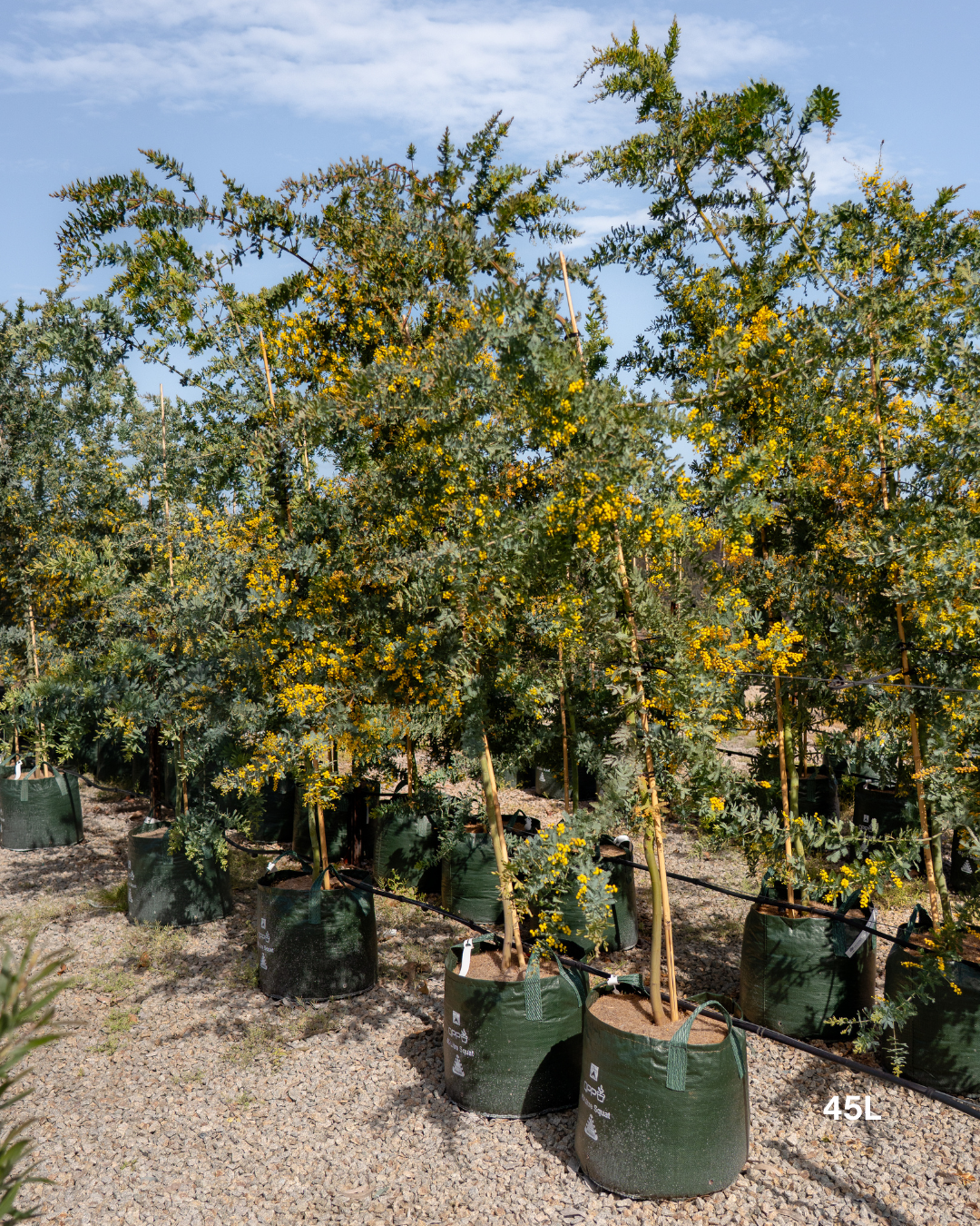Acacia baileyana - Cootamundra Wattle