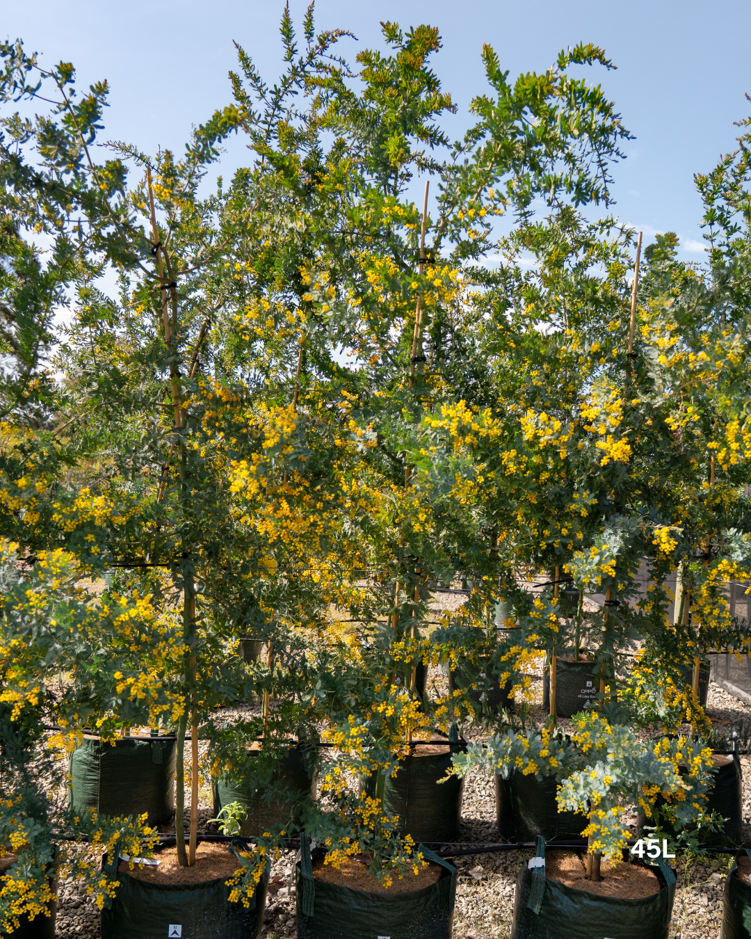 Acacia baileyana - Cootamundra Wattle