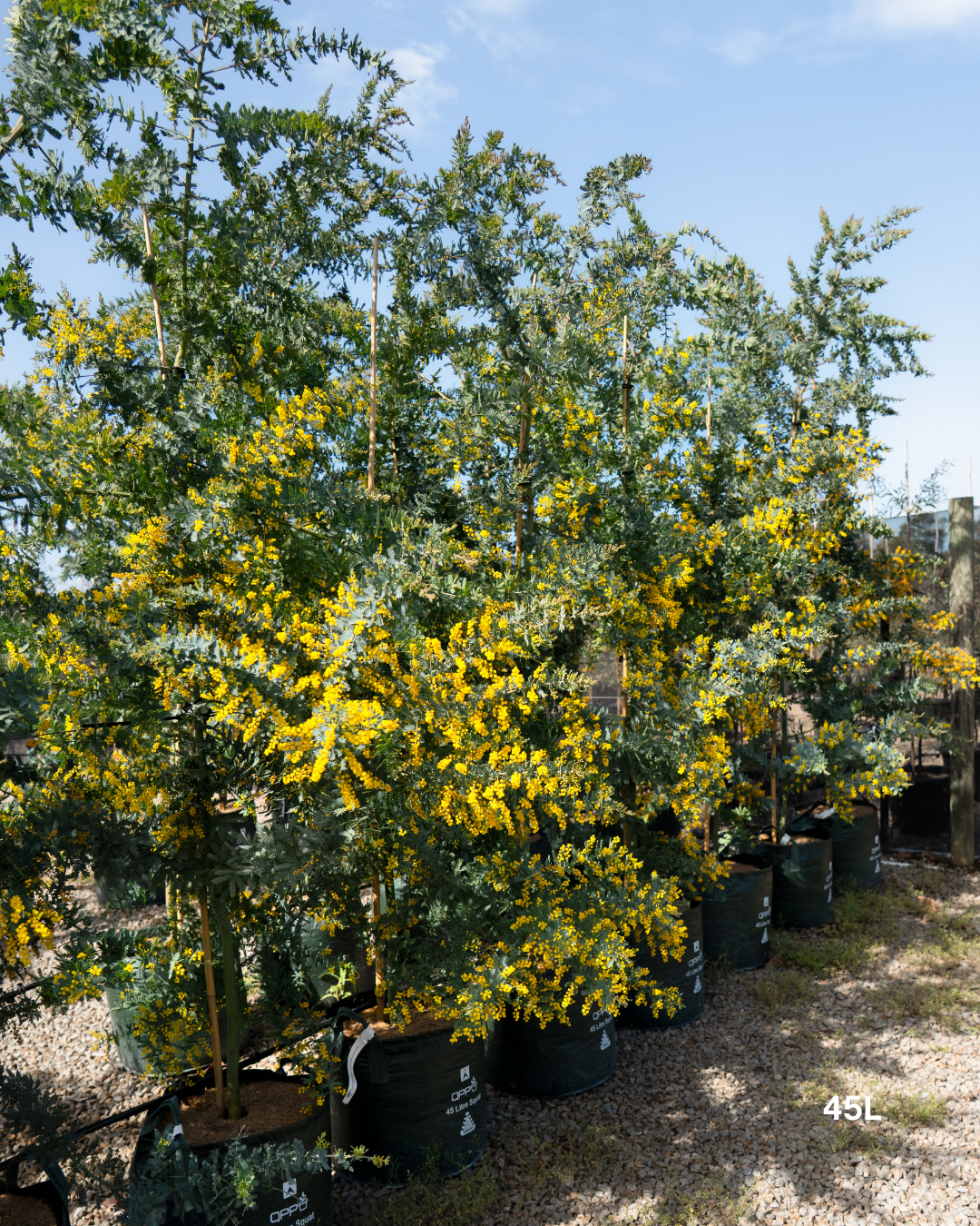 Acacia baileyana - Cootamundra Wattle