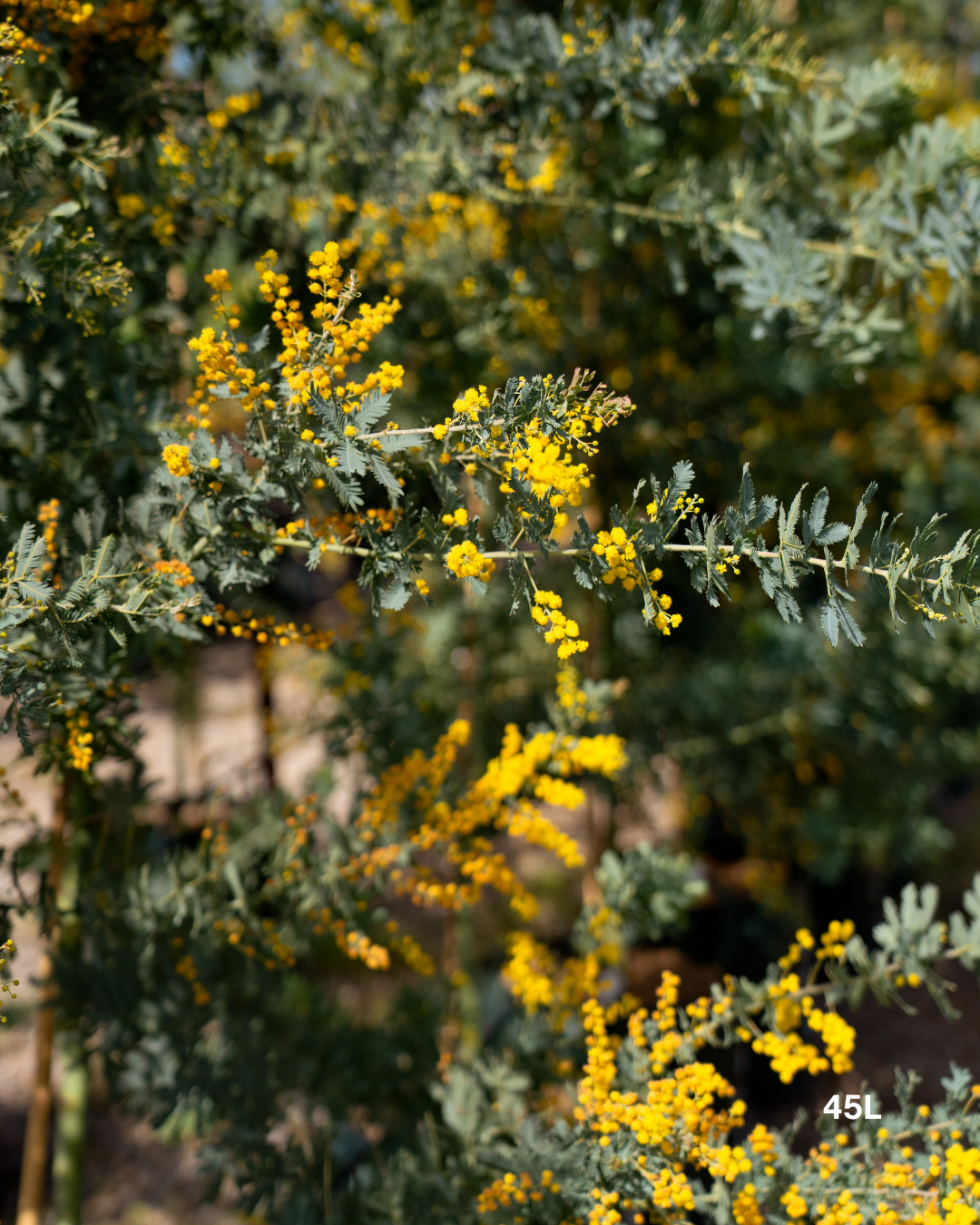 Acacia baileyana - Cootamundra Wattle
