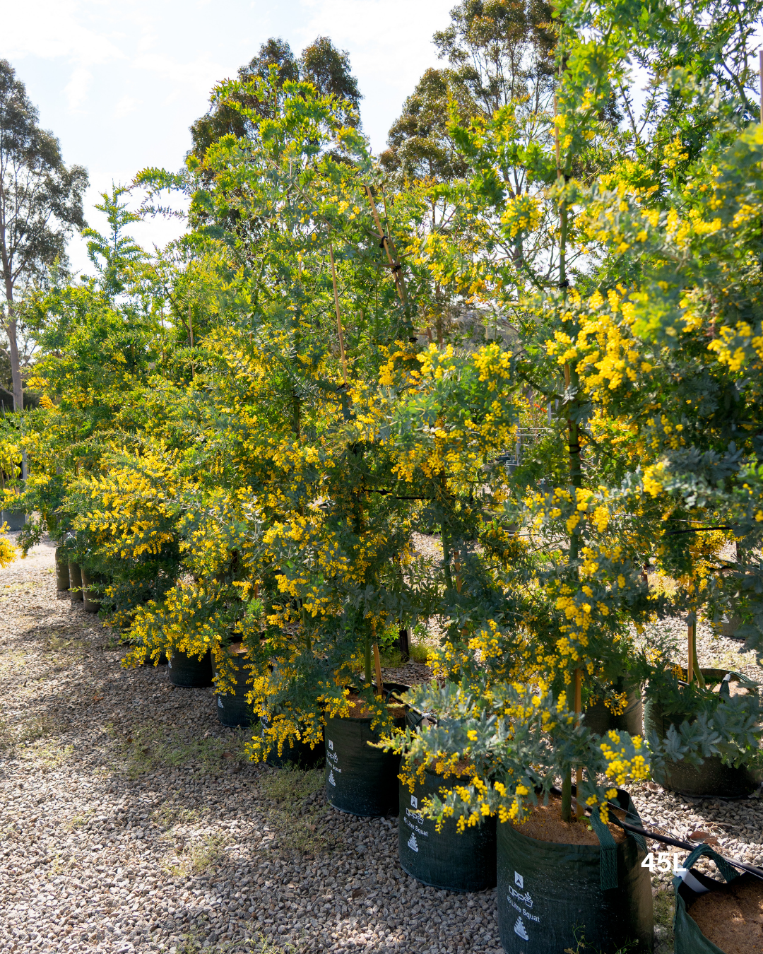 Acacia baileyana - Cootamundra Wattle