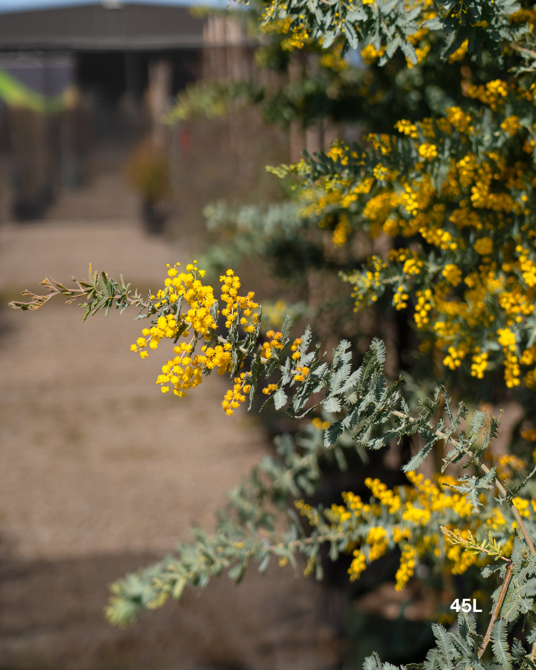 Acacia baileyana - Cootamundra Wattle