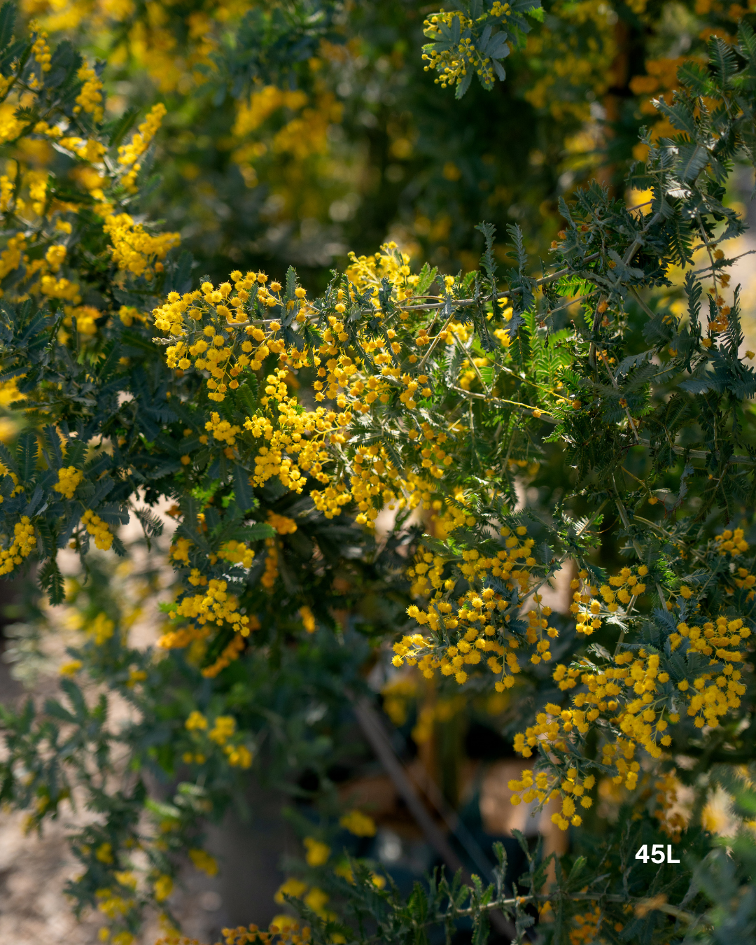 Acacia baileyana - Cootamundra Wattle