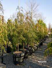 Acacia cognata ‘Copper Tips’ - Evergreen Trees Direct