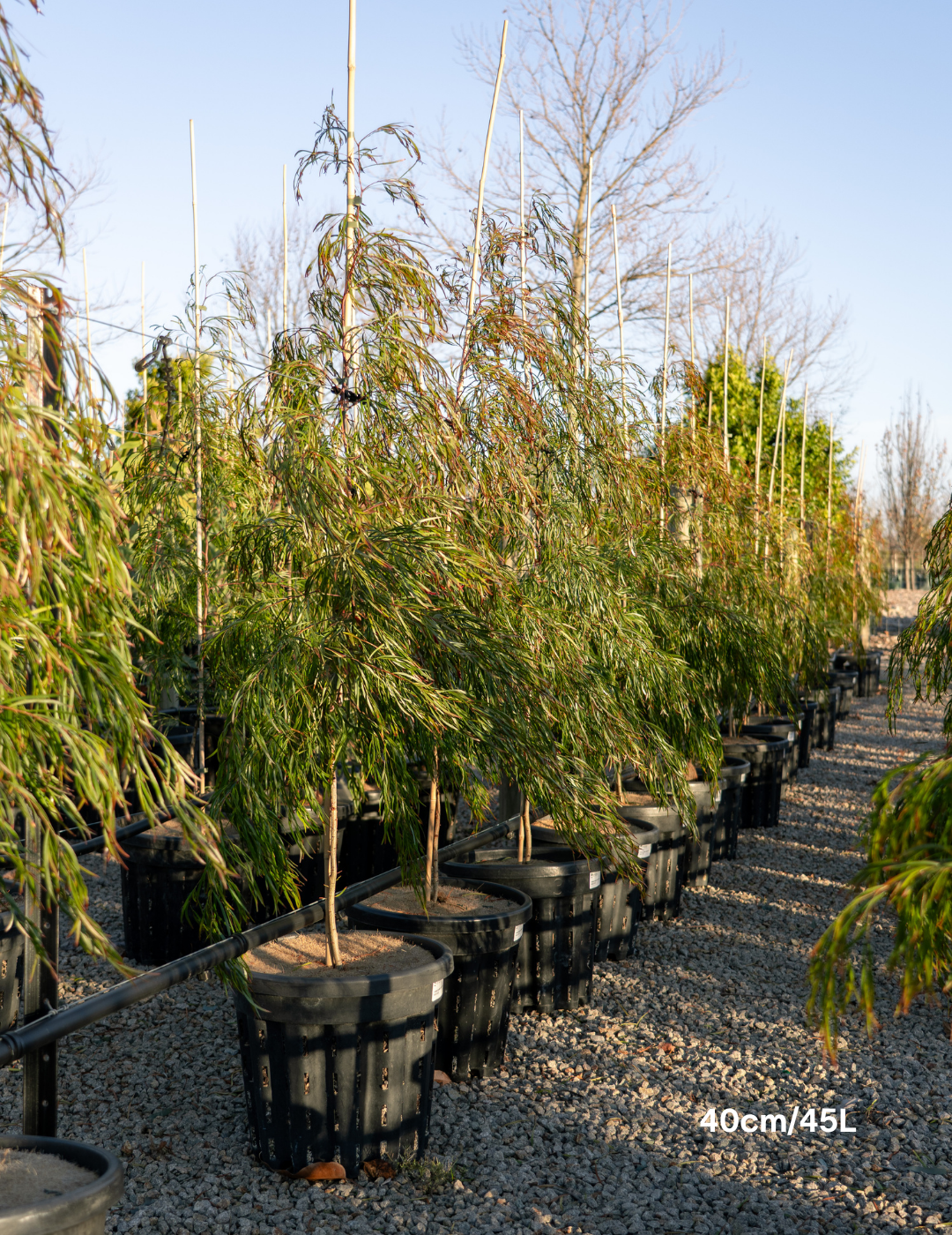 Acacia cognata ‘Copper Tips’ - Evergreen Trees Direct