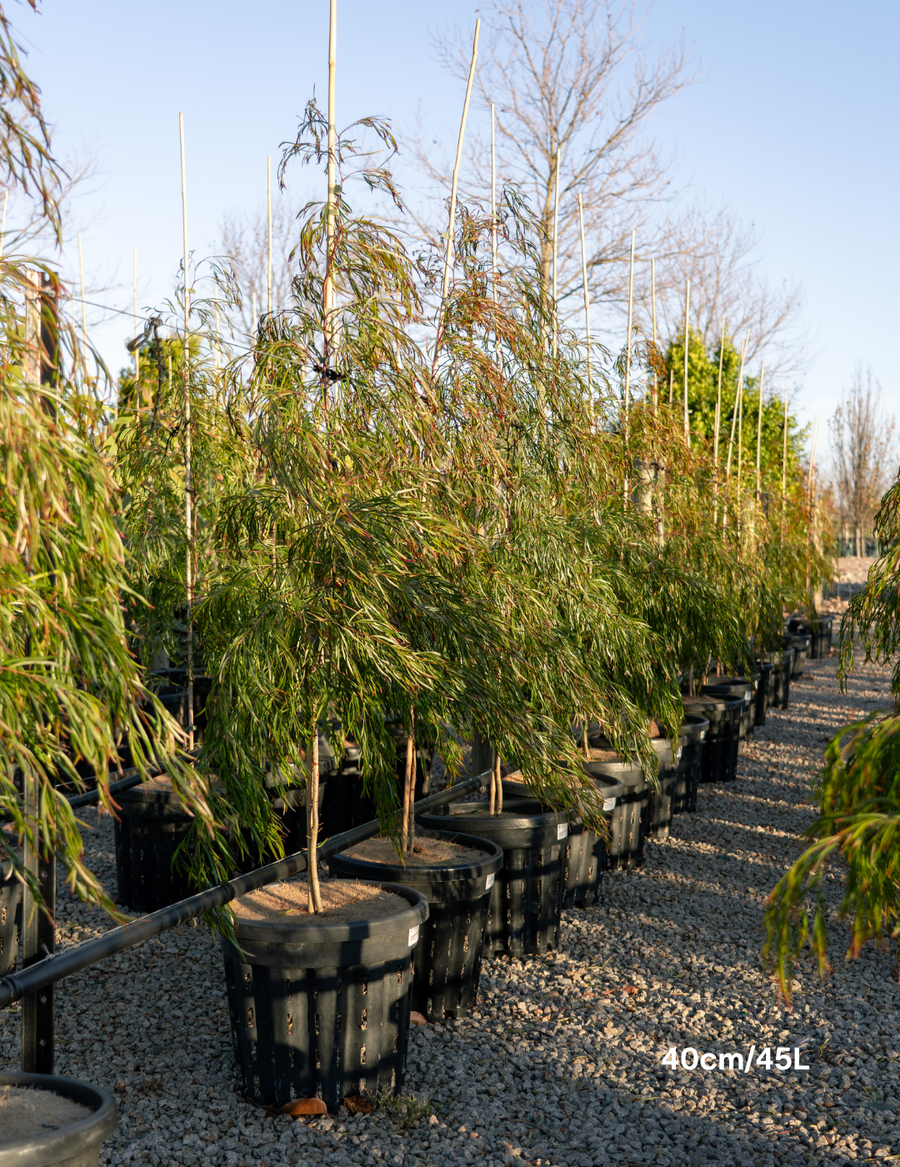 Acacia cognata ‘Copper Tips’ - Evergreen Trees Direct