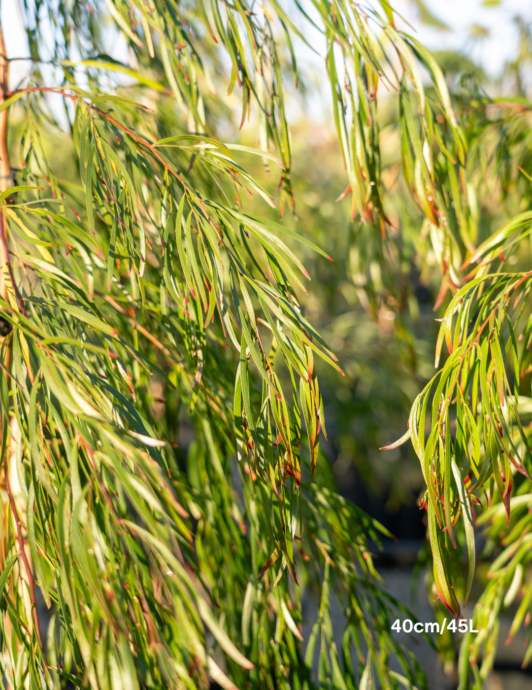 Acacia cognata ‘Copper Tips’ - Evergreen Trees Direct
