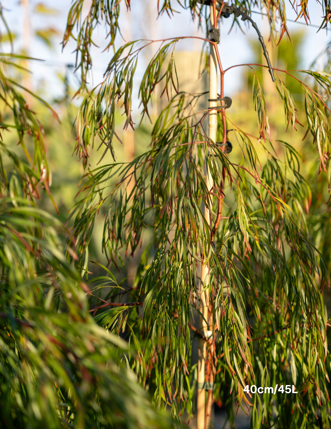 Acacia cognata ‘Copper Tips’ - Evergreen Trees Direct