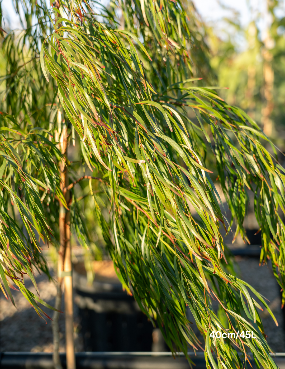 Acacia cognata ‘Copper Tips’ - Evergreen Trees Direct