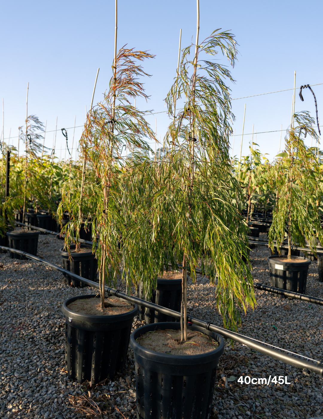 Acacia cognata ‘Copper Tips’ - Evergreen Trees Direct