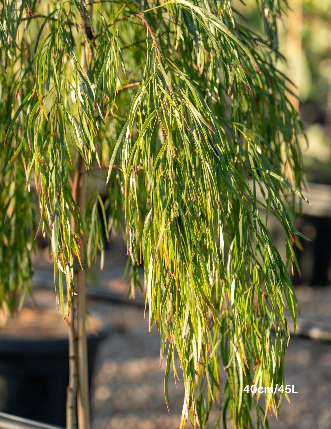 Acacia cognata ‘Copper Tips’ - Evergreen Trees Direct