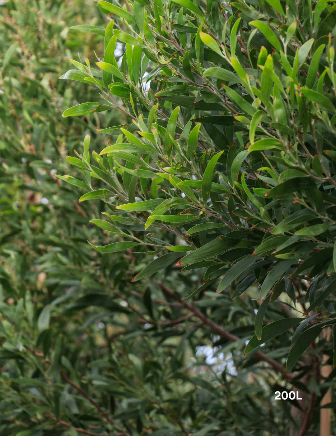 Acacia implexa Lightwood