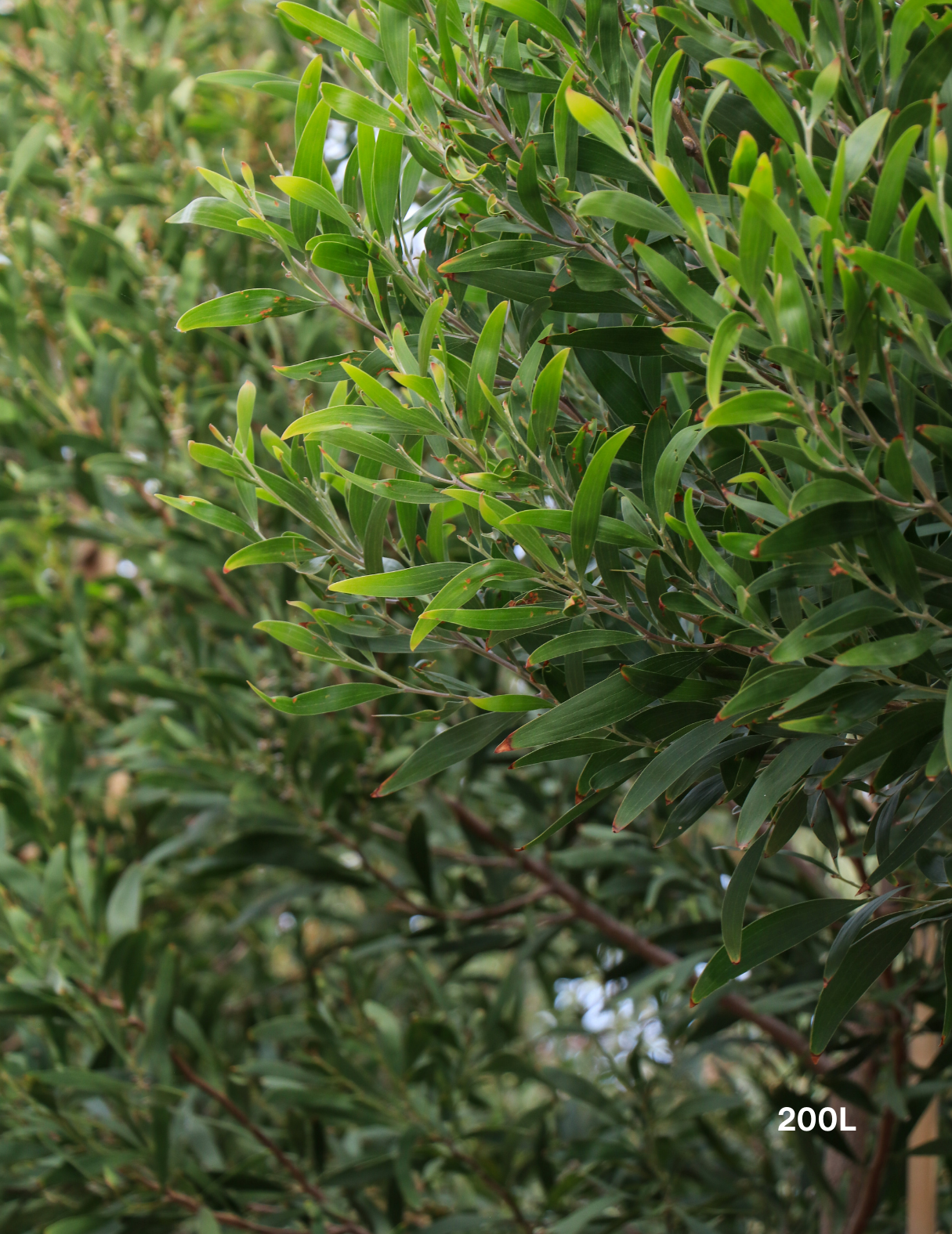 Acacia Implexa - Evergreen Trees Direct