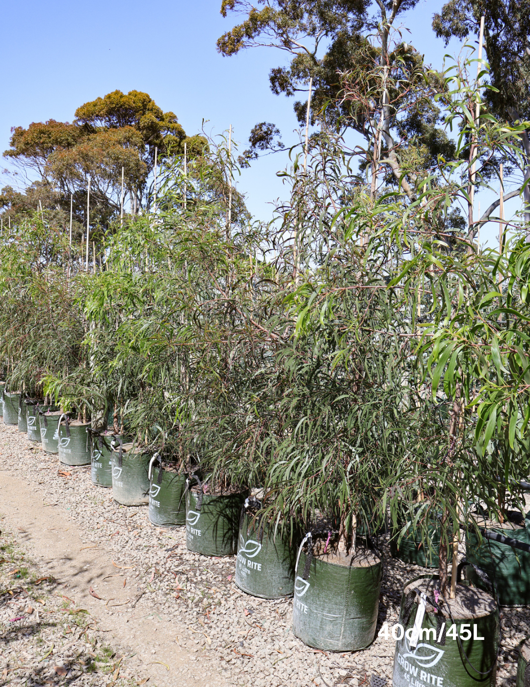Acacia implexa Lightwood