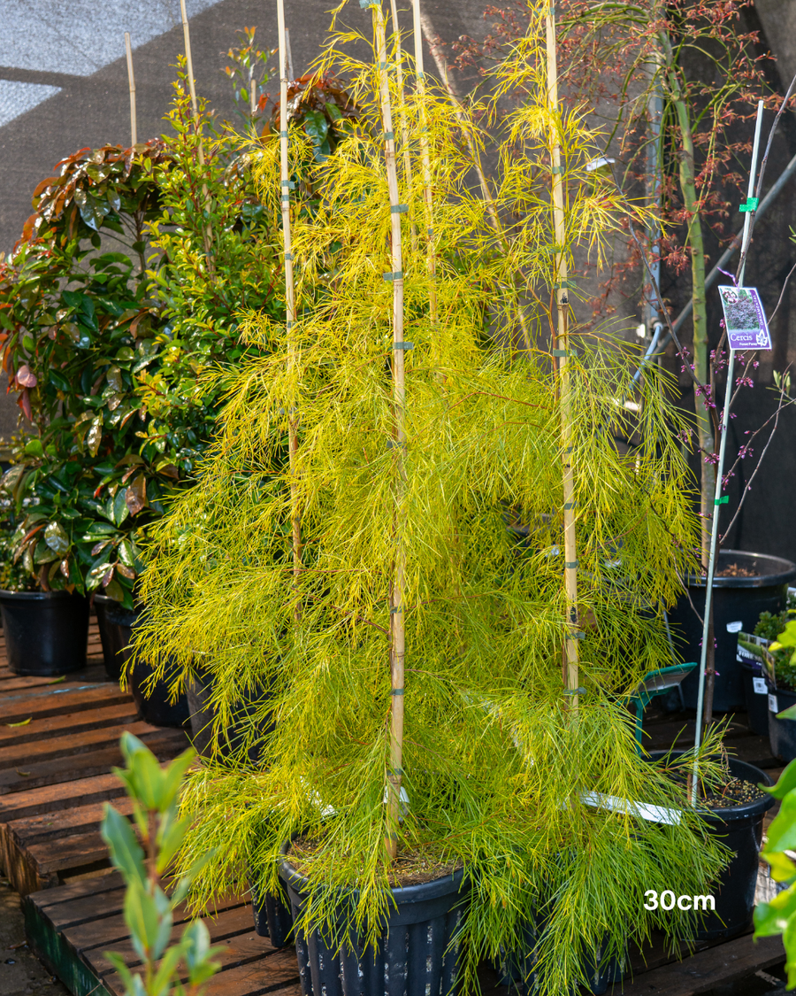 Acacia cognata 'Lime Magik'