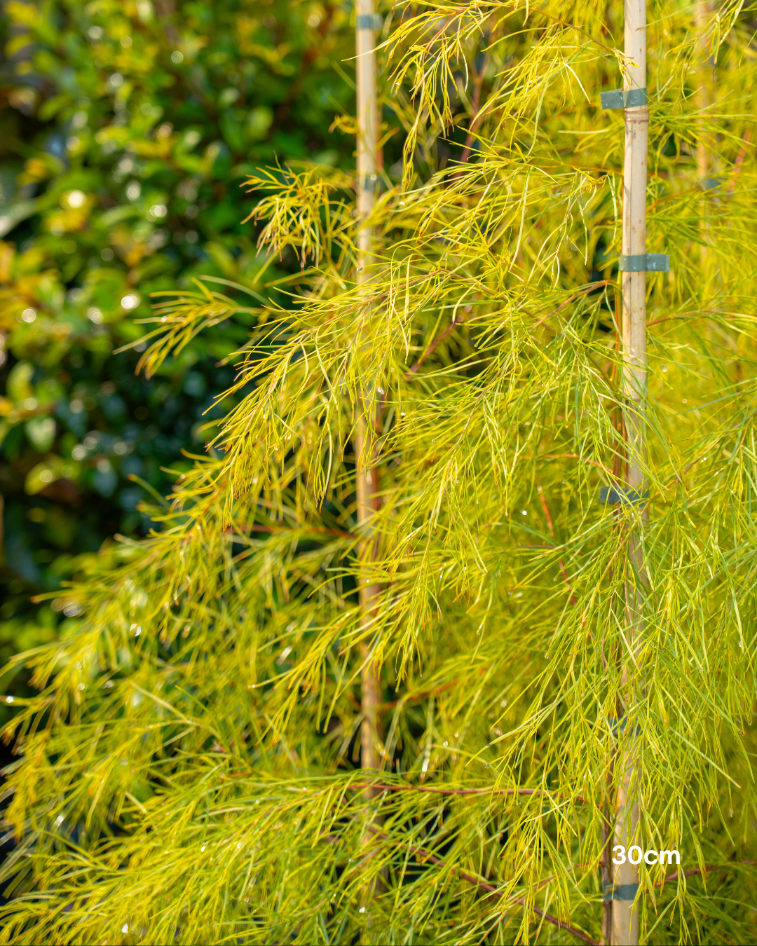 Acacia cognata 'Lime Magik'