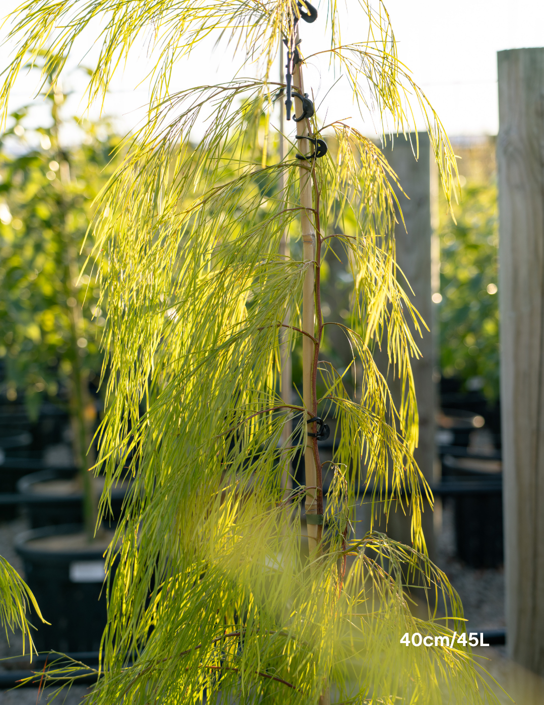Acacia cognata 'Lime Magik' - Evergreen Trees Direct
