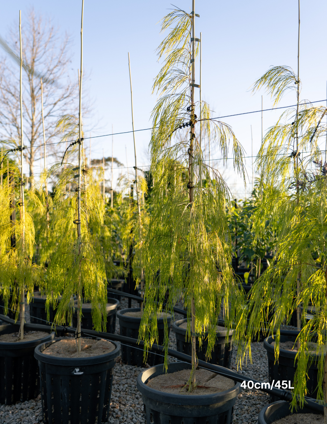 Acacia cognata 'Lime Magik' - Evergreen Trees Direct