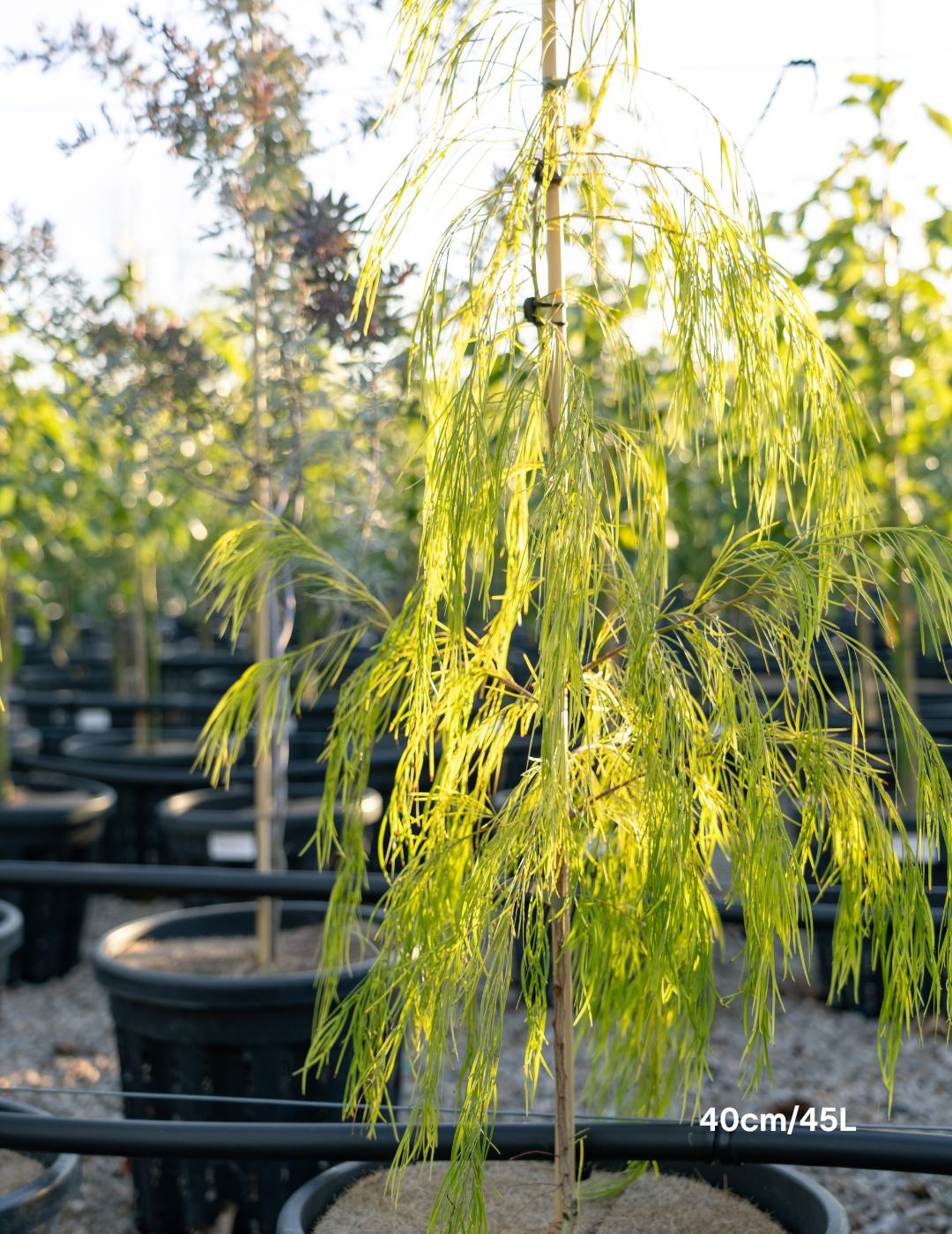 Acacia cognata 'Lime Magik' - Evergreen Trees Direct