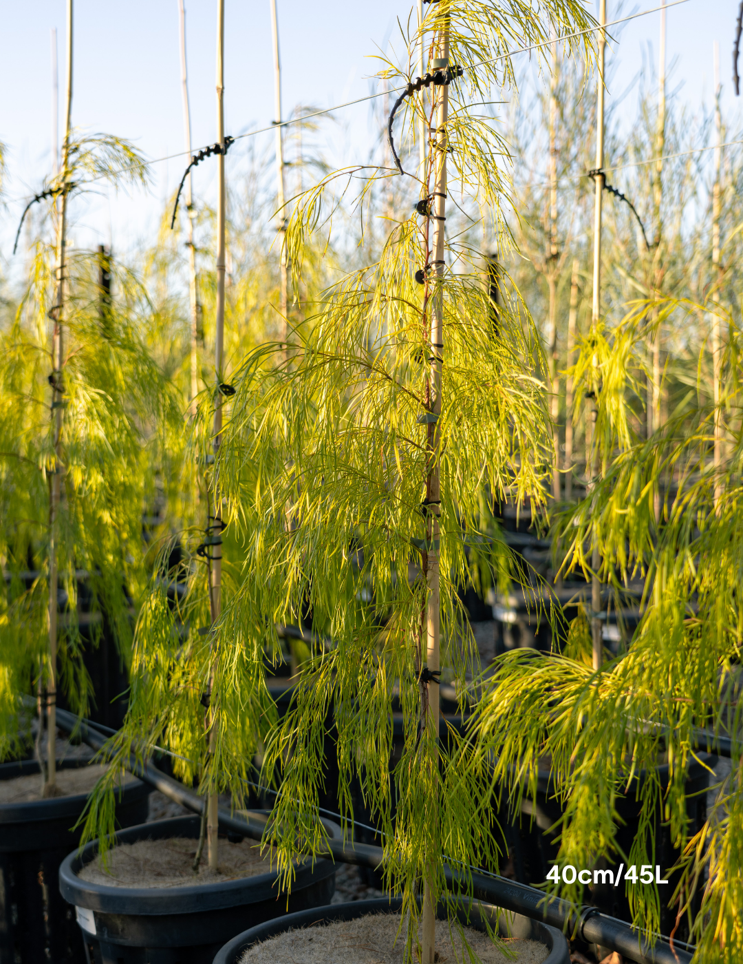 Acacia cognata 'Lime Magik' - Evergreen Trees Direct