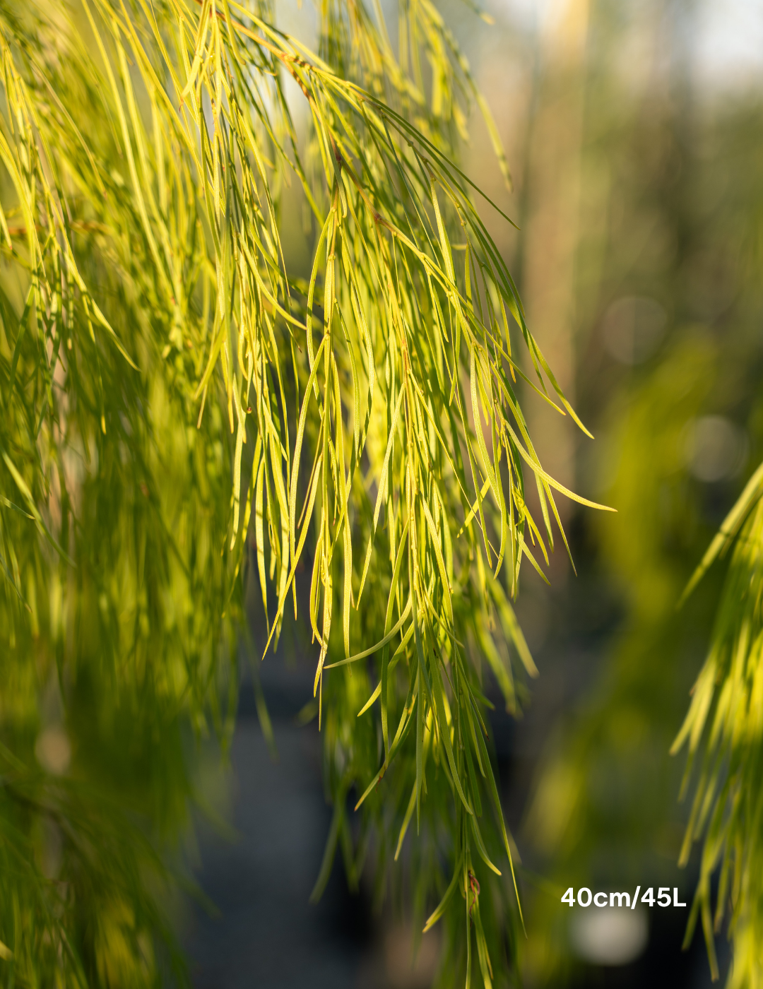 Acacia cognata 'Lime Magik' - Evergreen Trees Direct