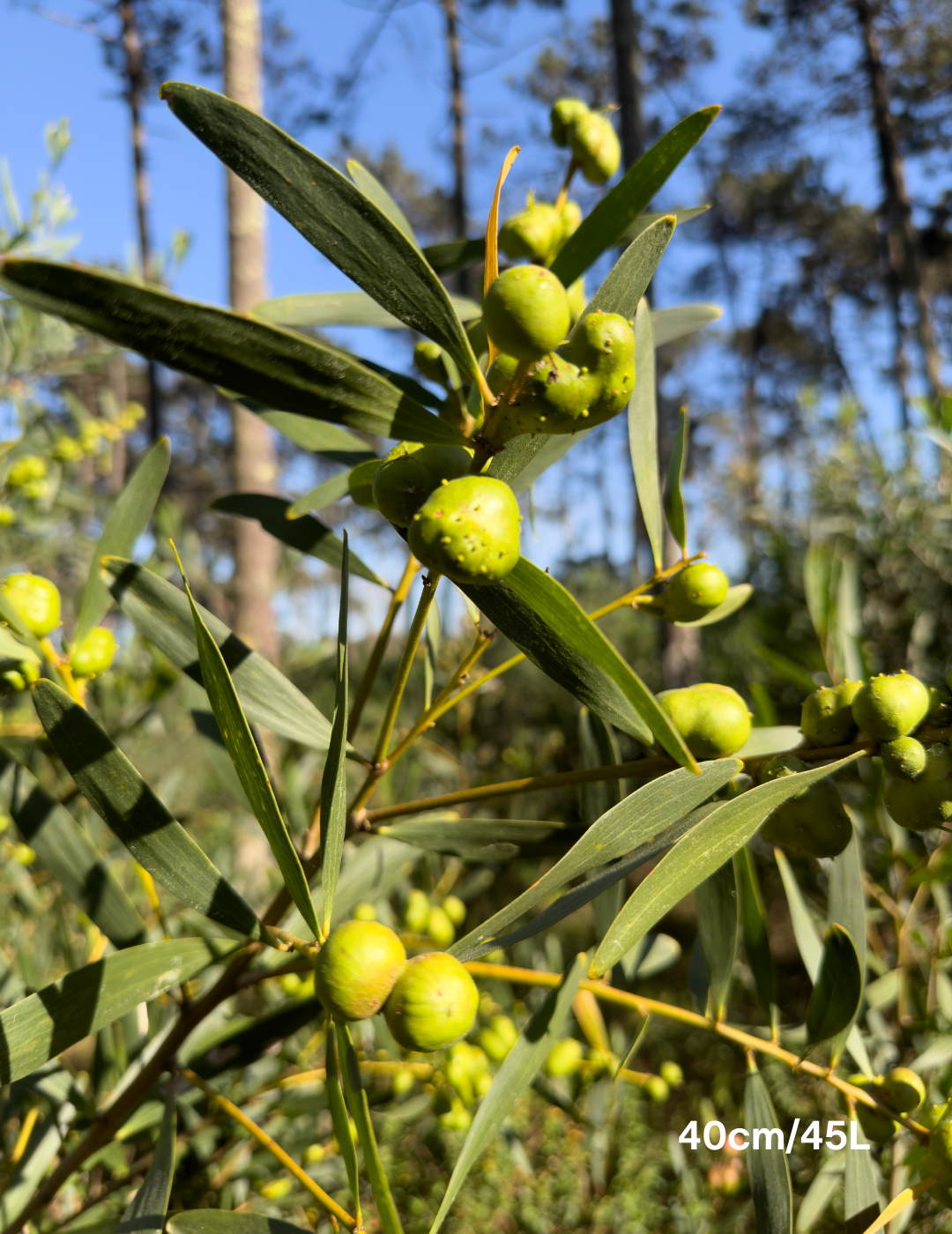 Acacia Longifolia (Sydney Golden Wattle) - Evergreen Trees Direct