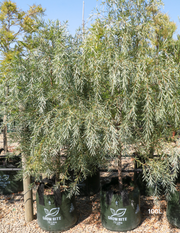 Acacia pendula - Weeping Myall - Evergreen Trees Direct