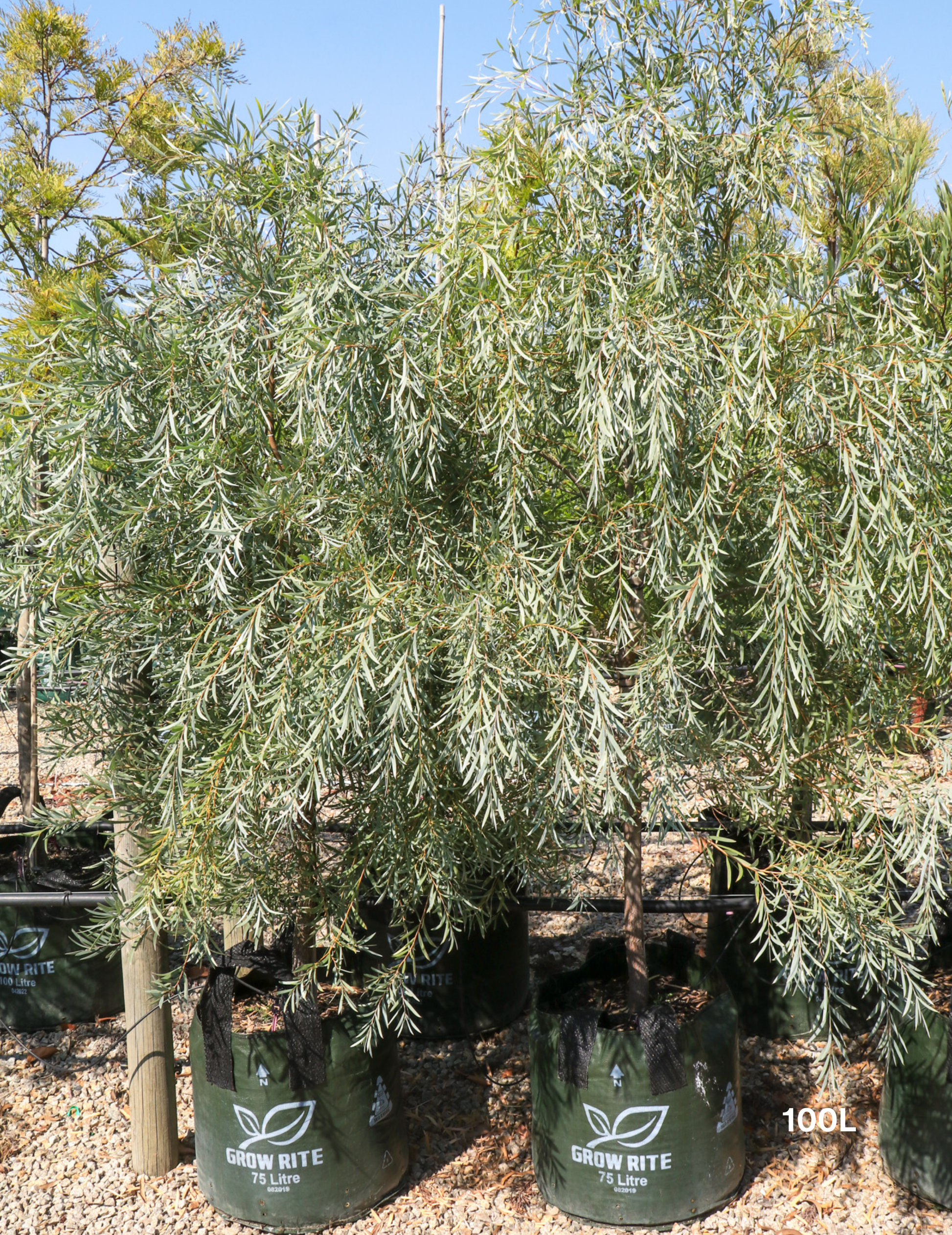 Acacia pendula - Weeping Myall - Evergreen Trees Direct