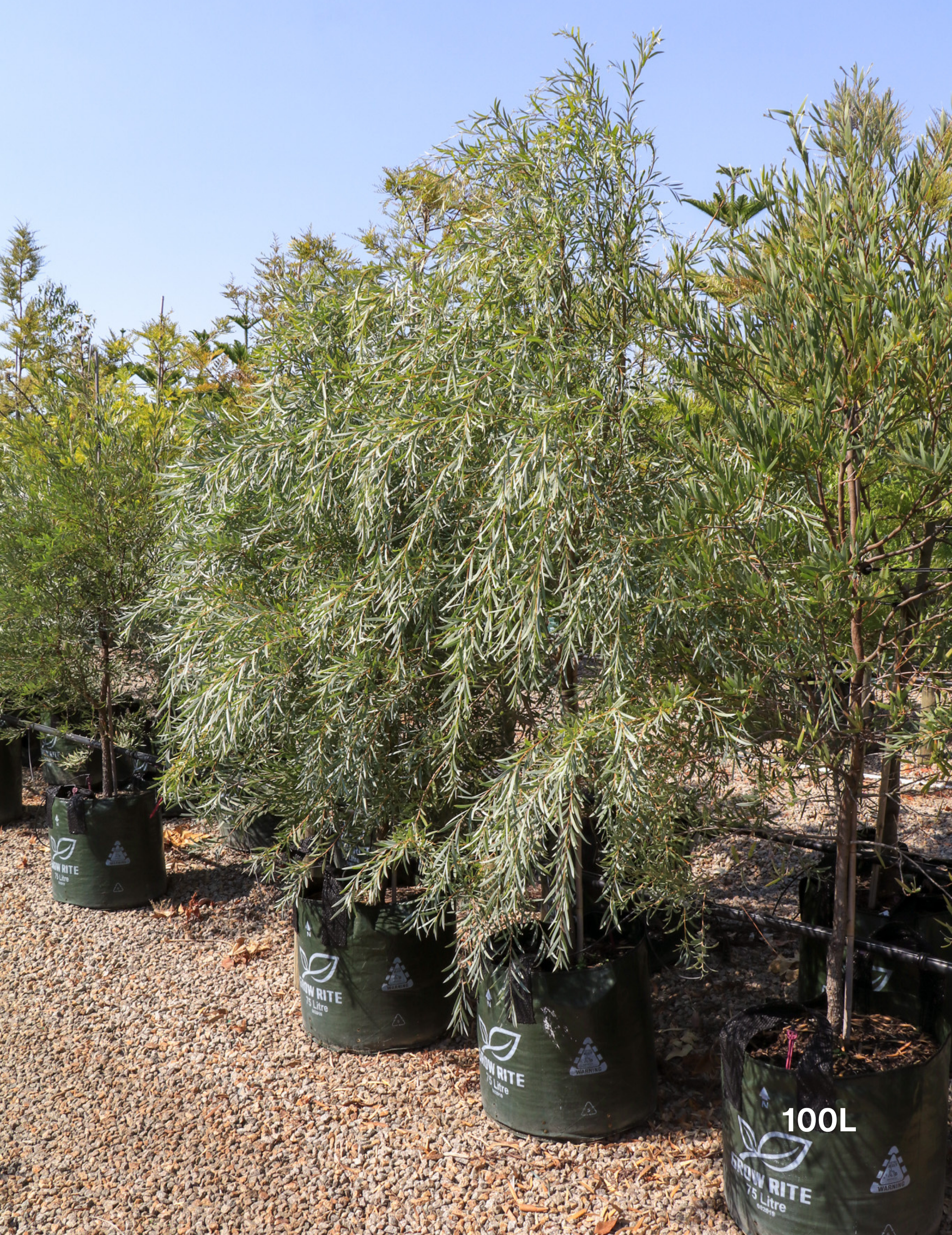 Acacia pendula - Weeping Myall - Evergreen Trees Direct