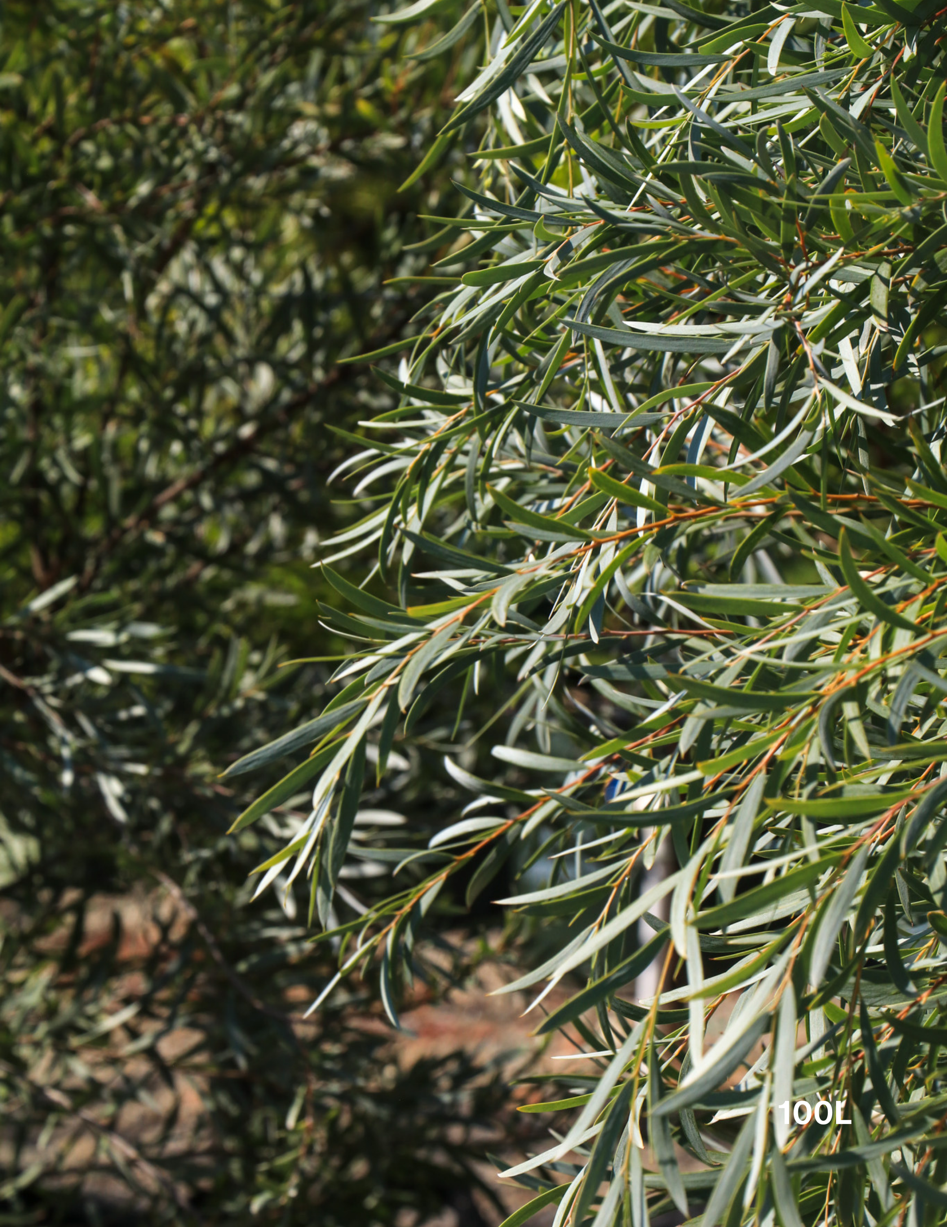 Acacia pendula - Weeping Myall - Evergreen Trees Direct