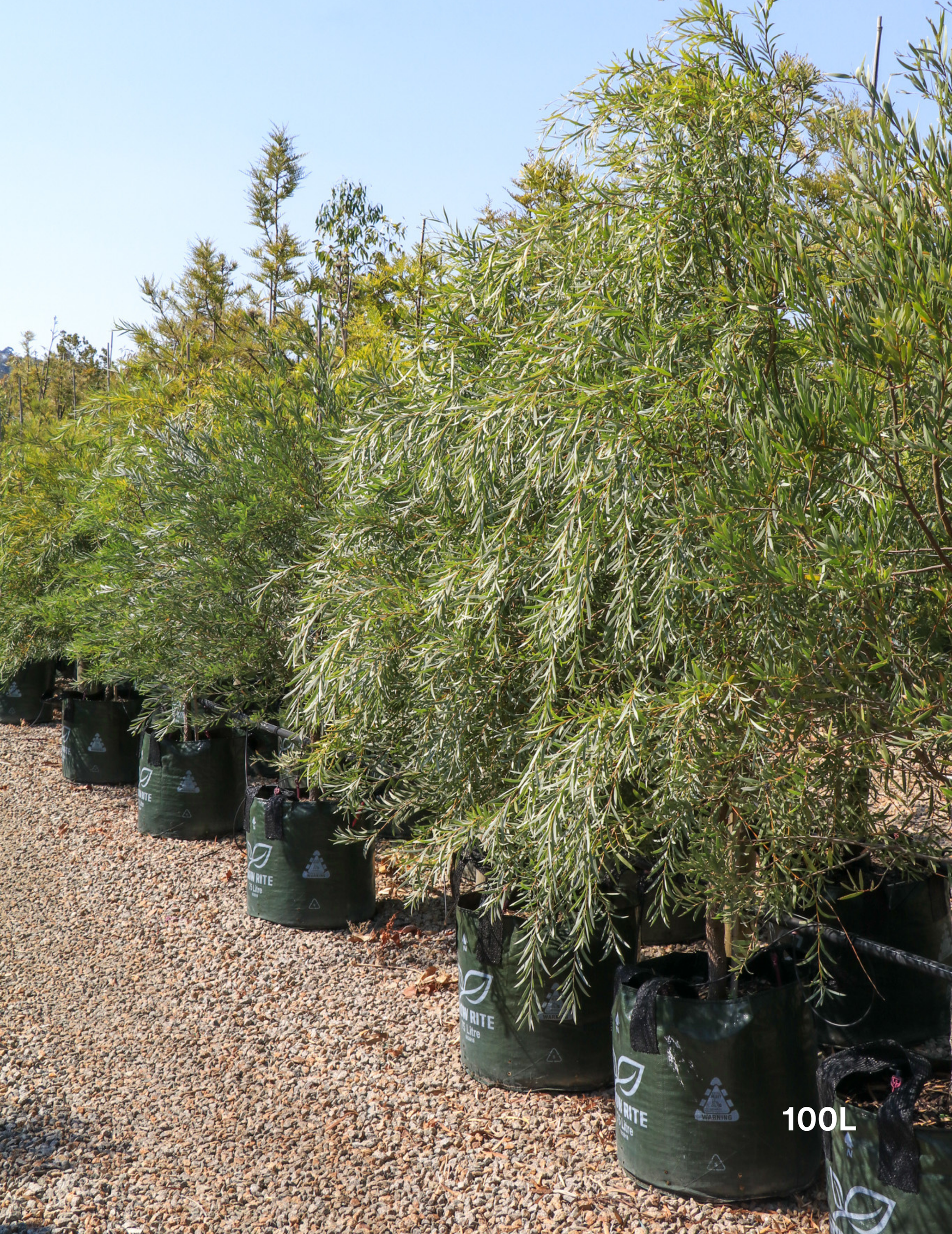 Acacia pendula - Weeping Myall - Evergreen Trees Direct