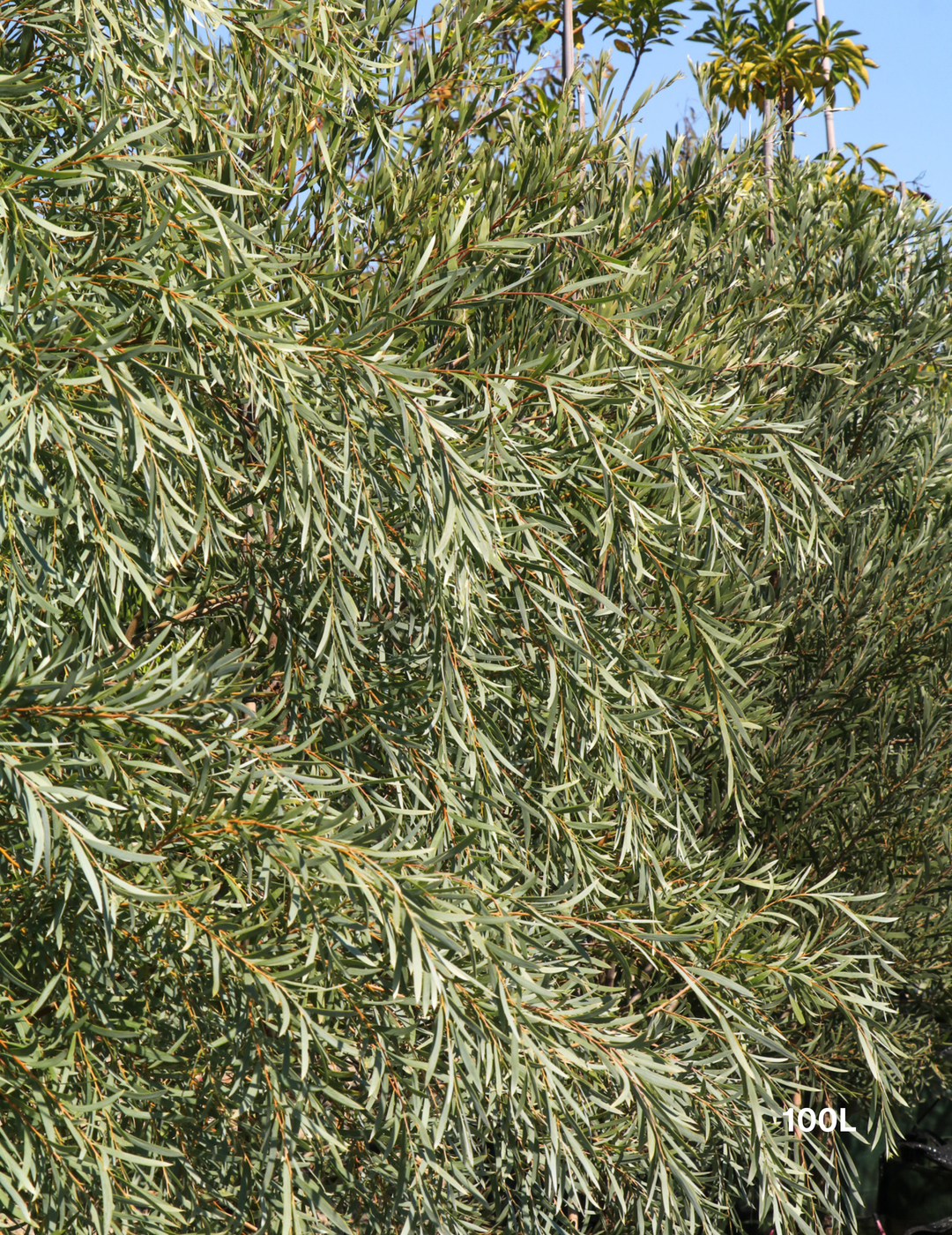 Acacia pendula Weeping Myall