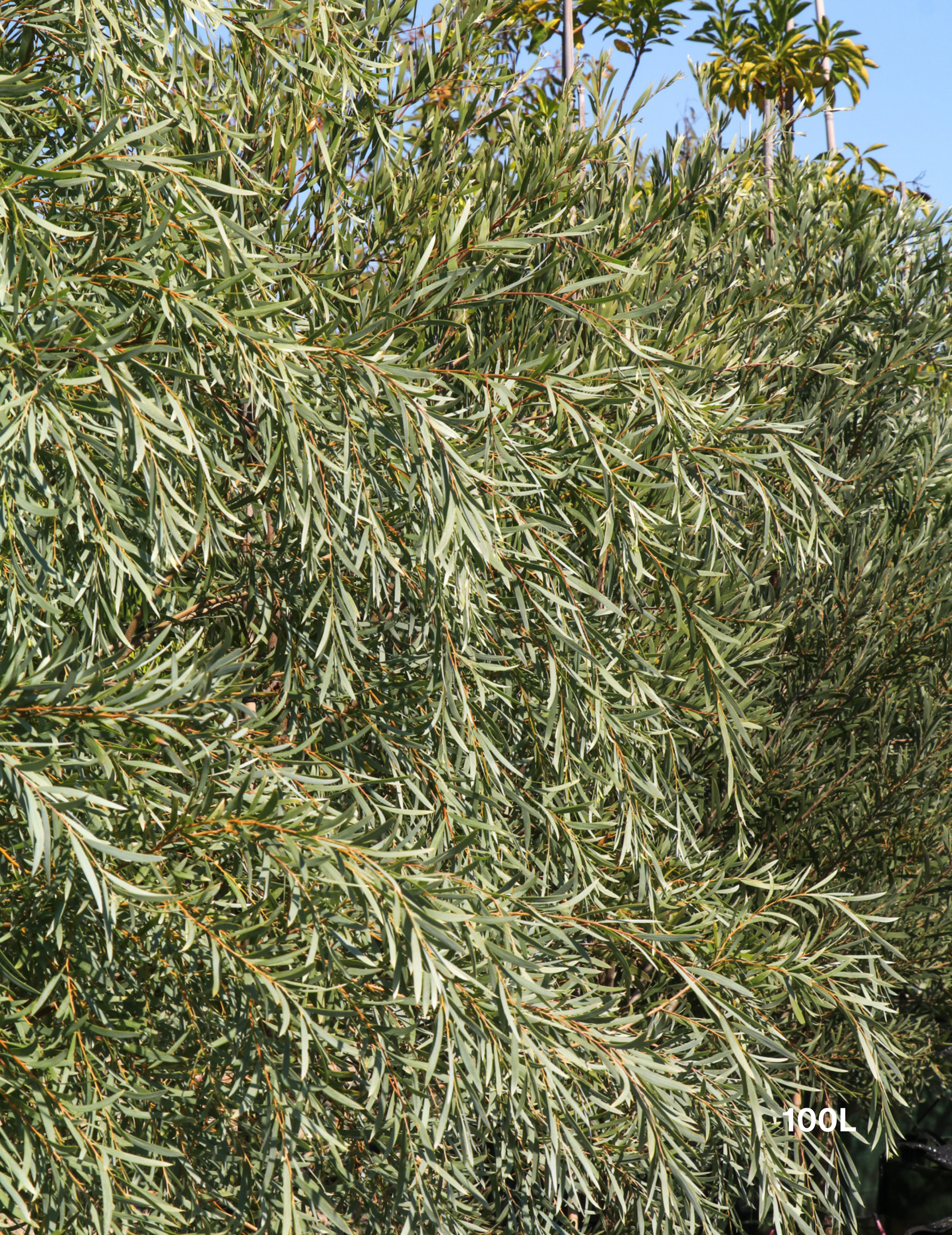 Acacia pendula - Weeping Myall - Evergreen Trees Direct