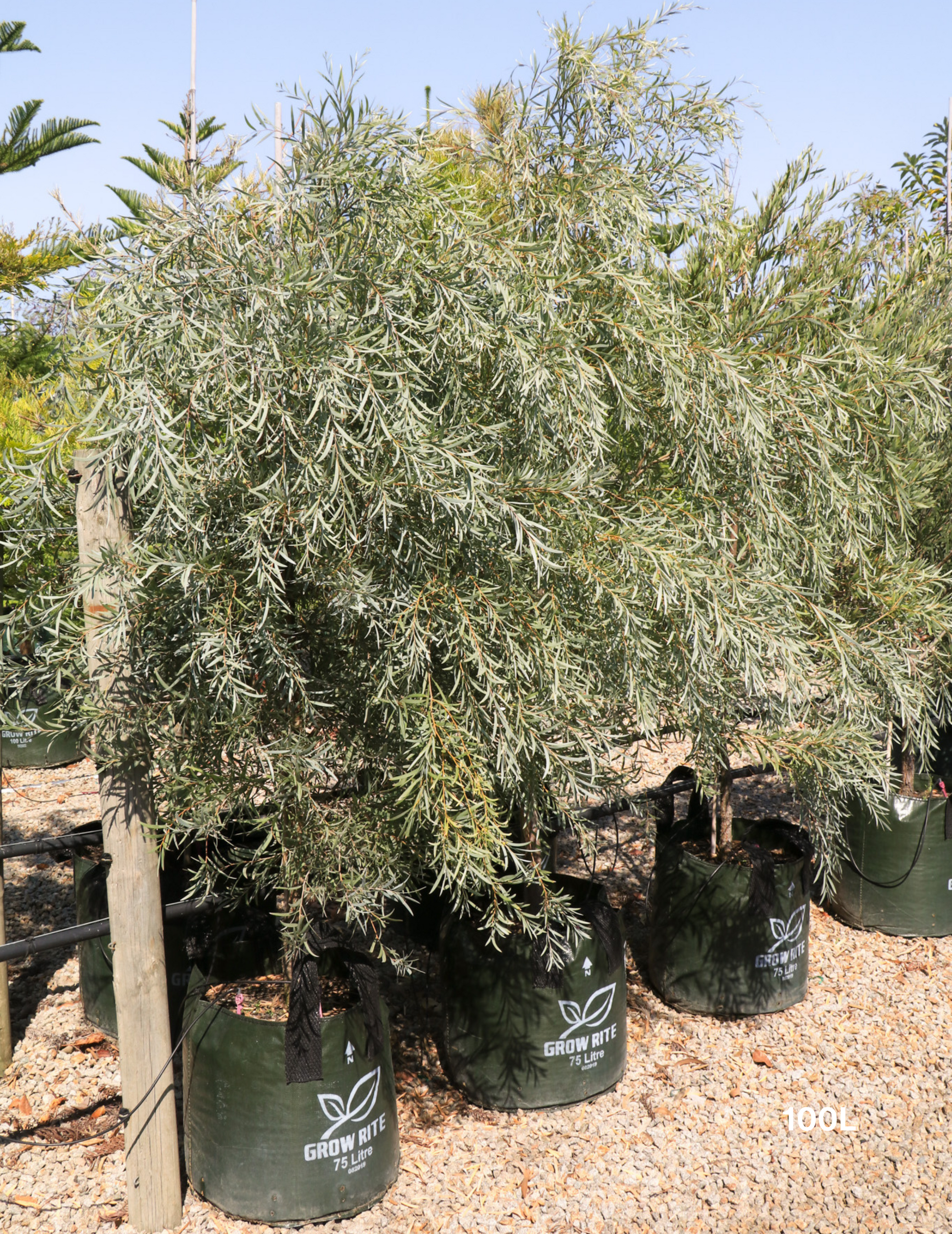 Acacia pendula - Weeping Myall - Evergreen Trees Direct