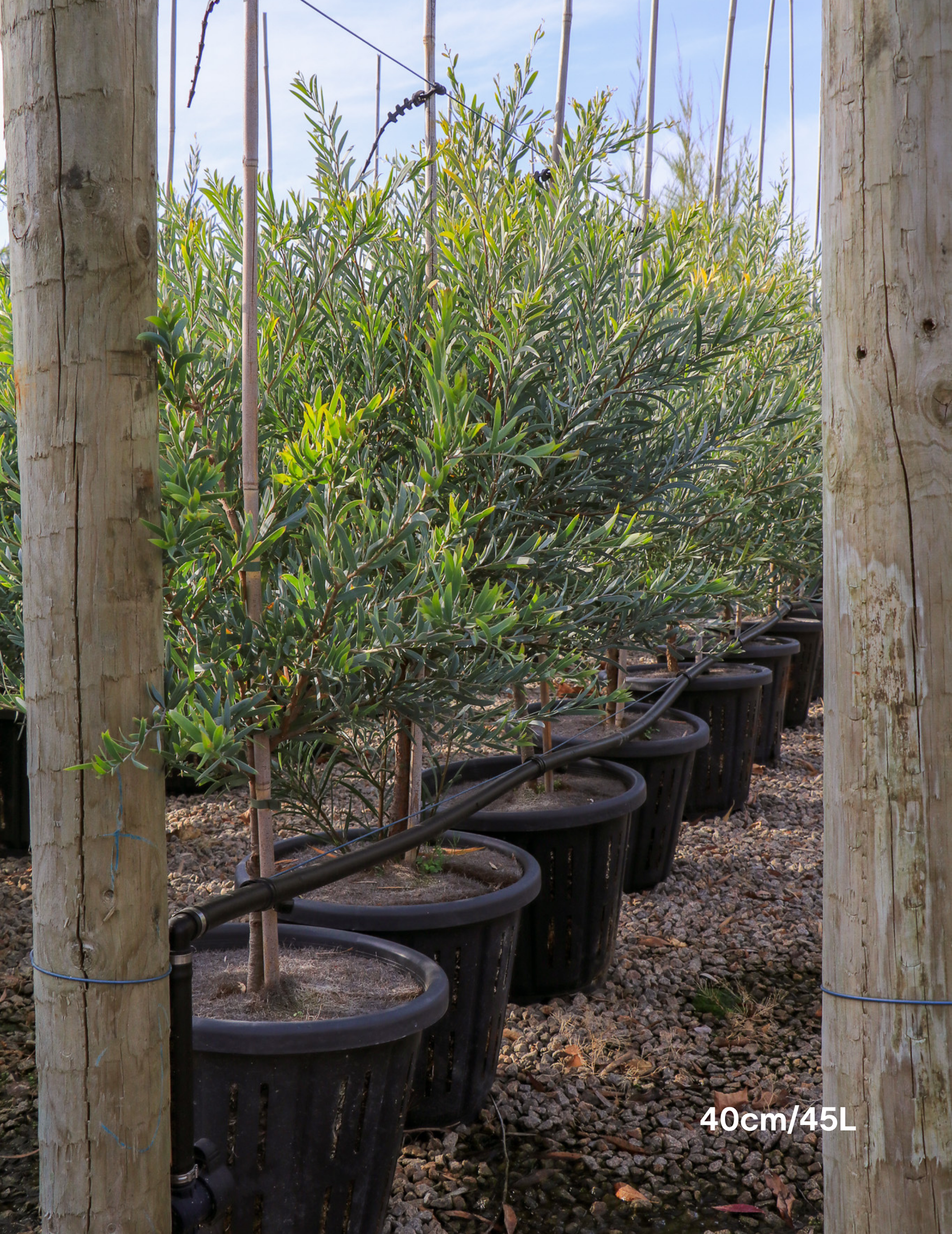 Acacia pendula - Weeping Myall - Evergreen Trees Direct