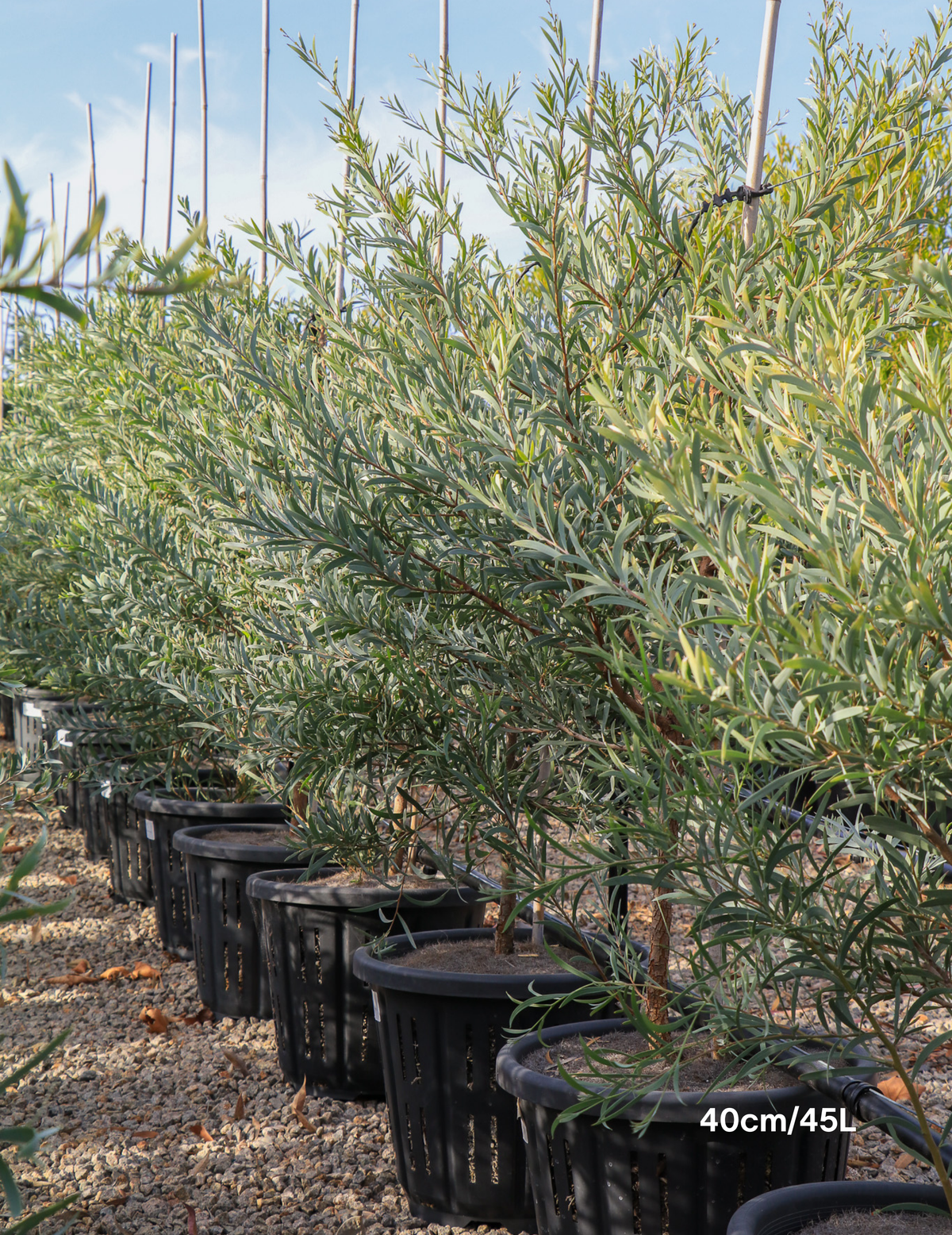 Acacia pendula