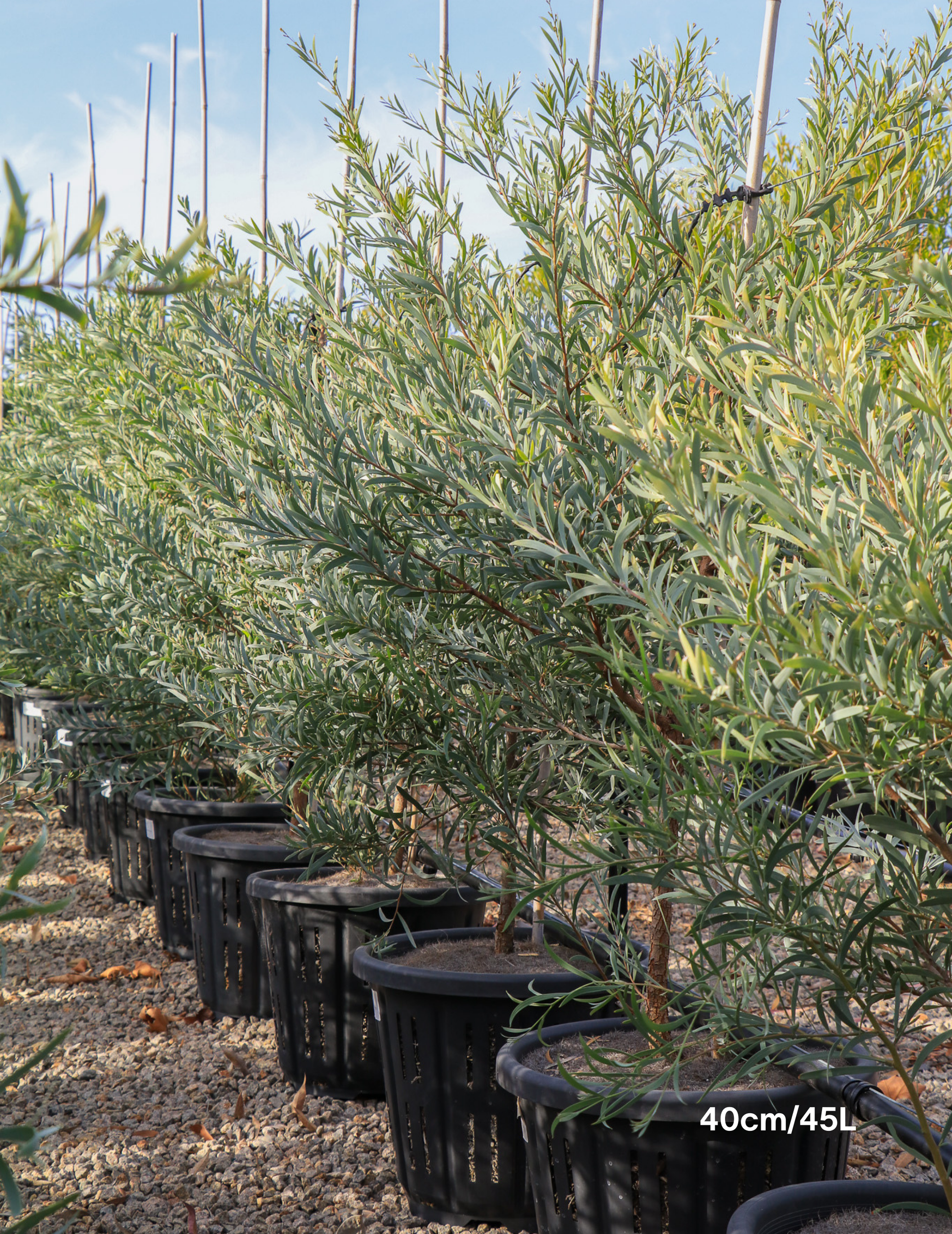 Acacia pendula - Weeping Myall - Evergreen Trees Direct