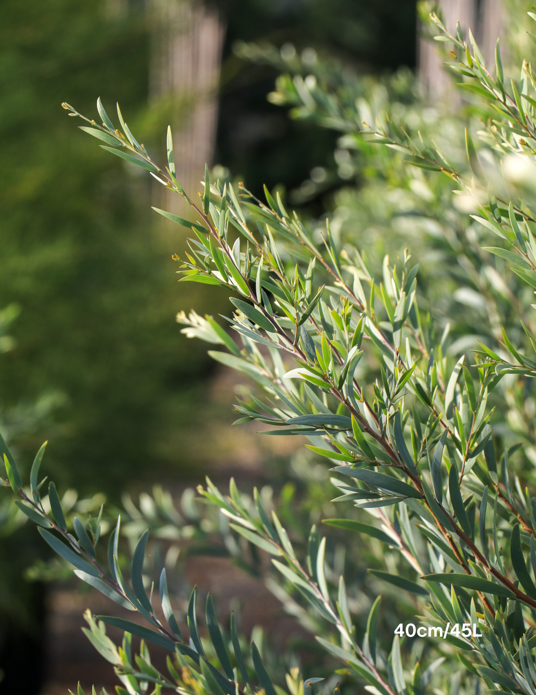 Acacia pendula Weeping Myall