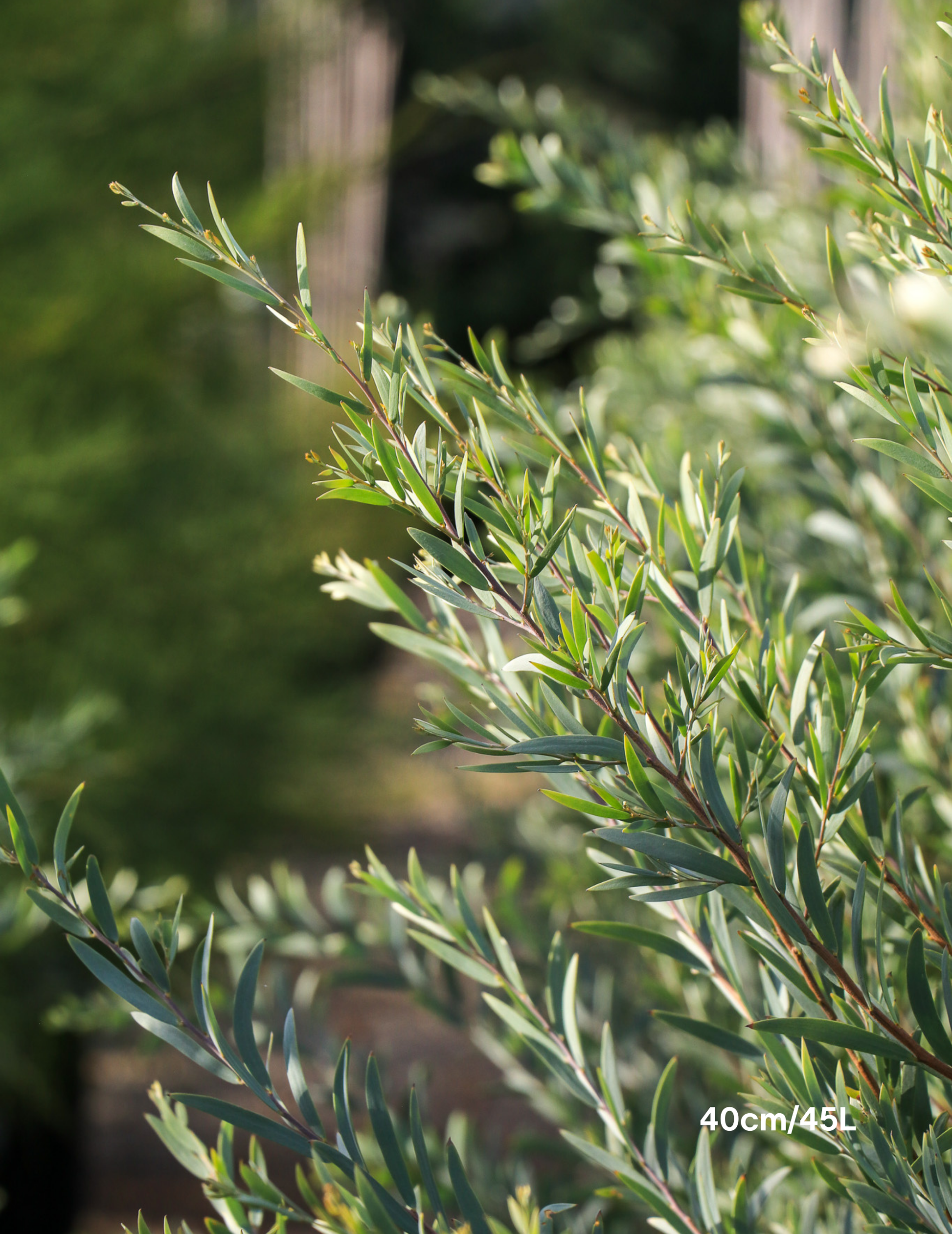 Acacia pendula - Weeping Myall - Evergreen Trees Direct