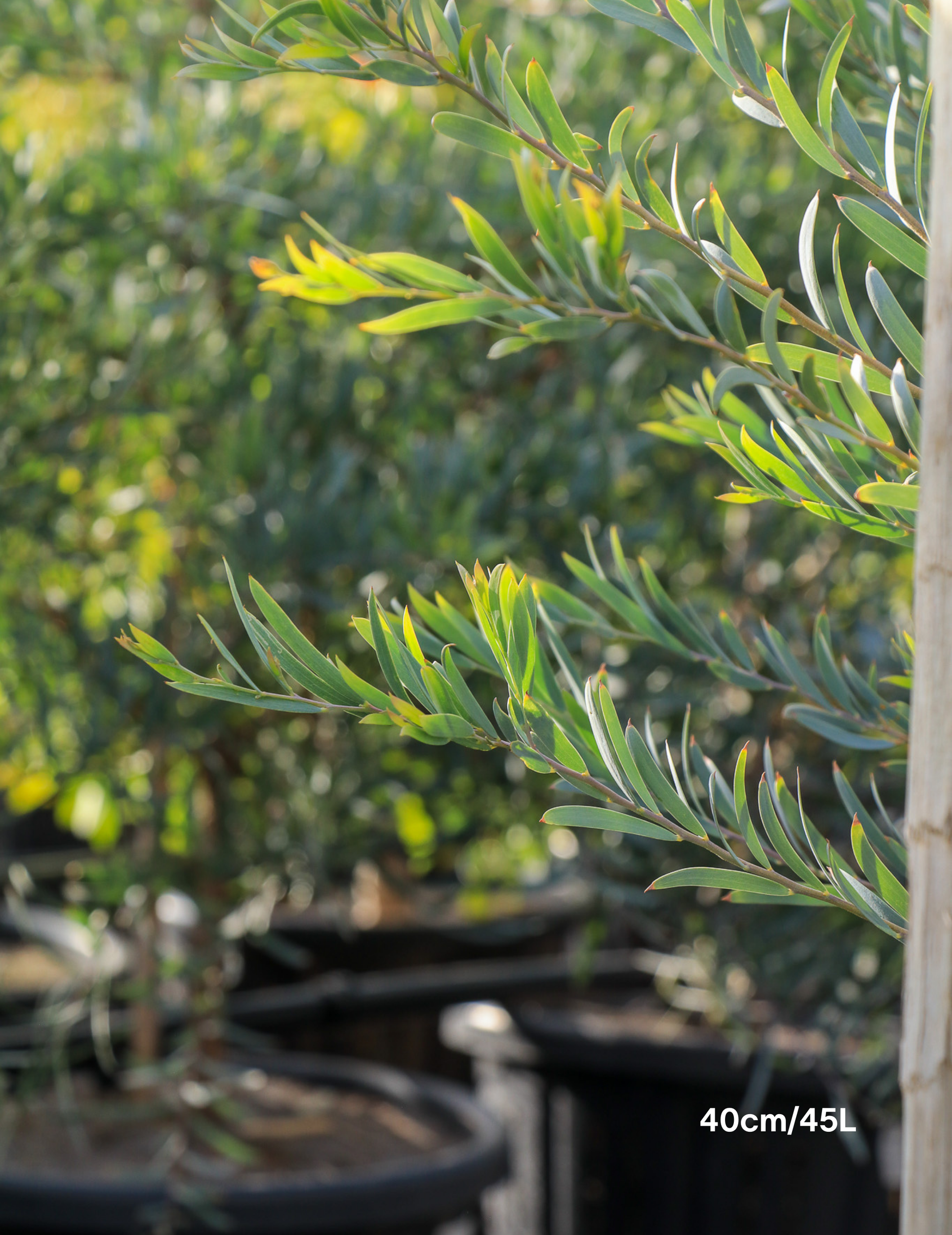 Acacia pendula - Weeping Myall - Evergreen Trees Direct