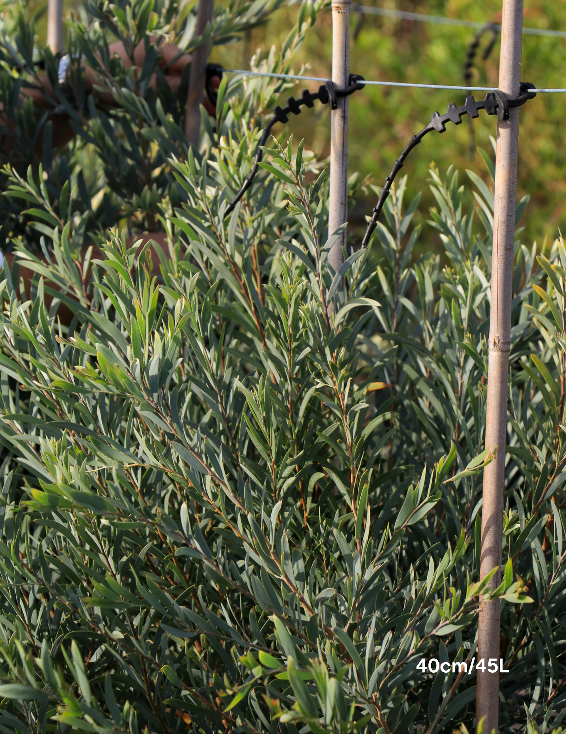 Acacia pendula - Weeping Myall - Evergreen Trees Direct