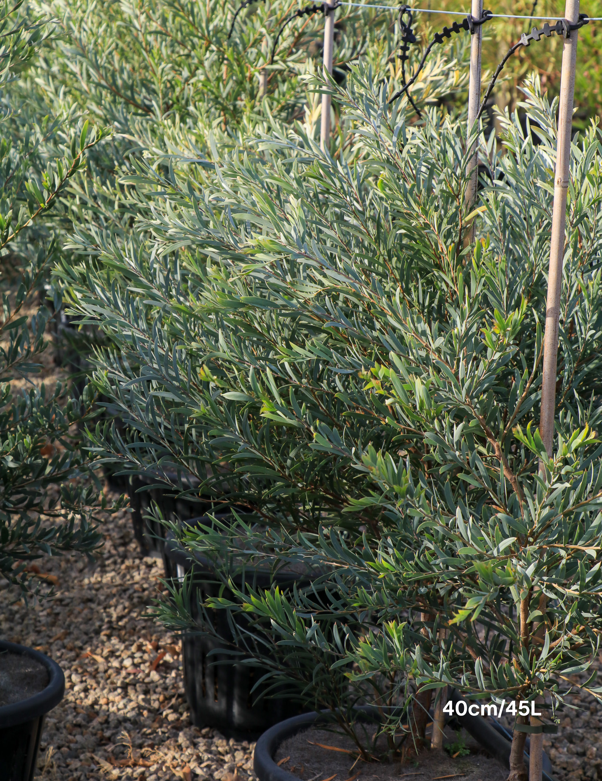 Acacia pendula - Weeping Myall - Evergreen Trees Direct