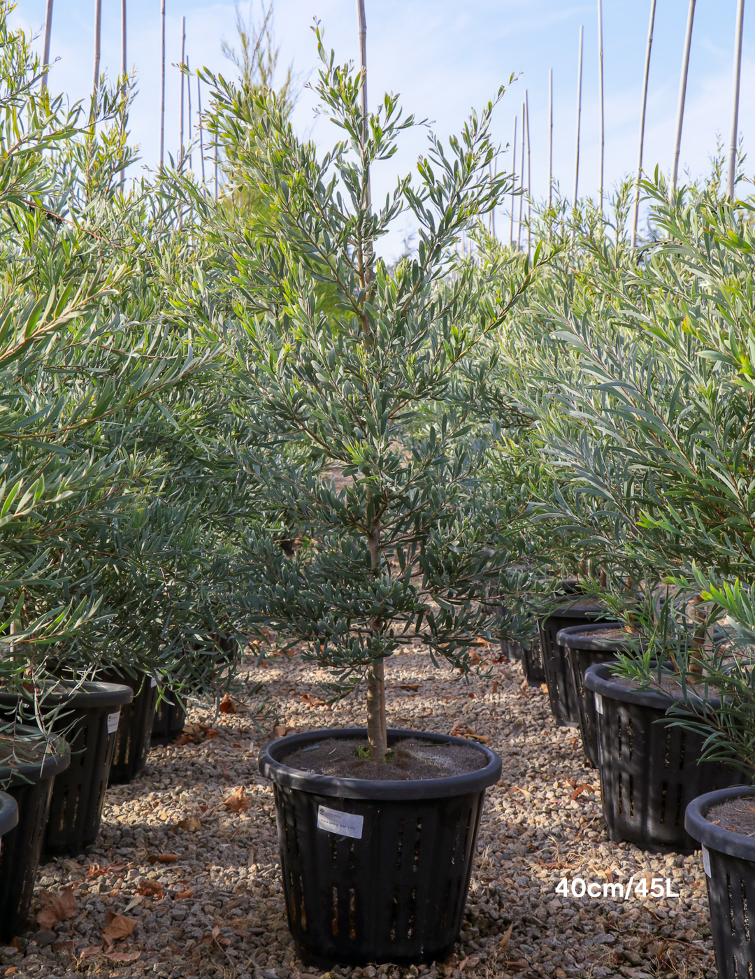 Acacia pendula Weeping Myall