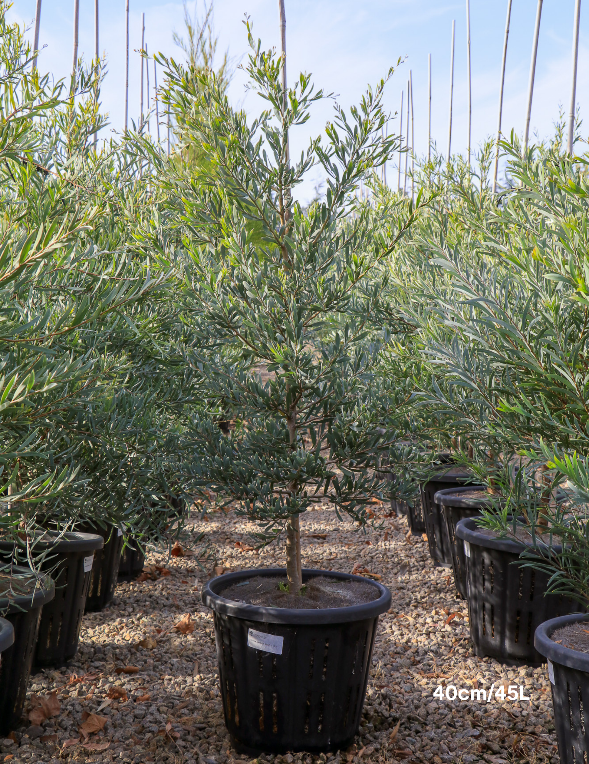 Acacia pendula - Weeping Myall - Evergreen Trees Direct