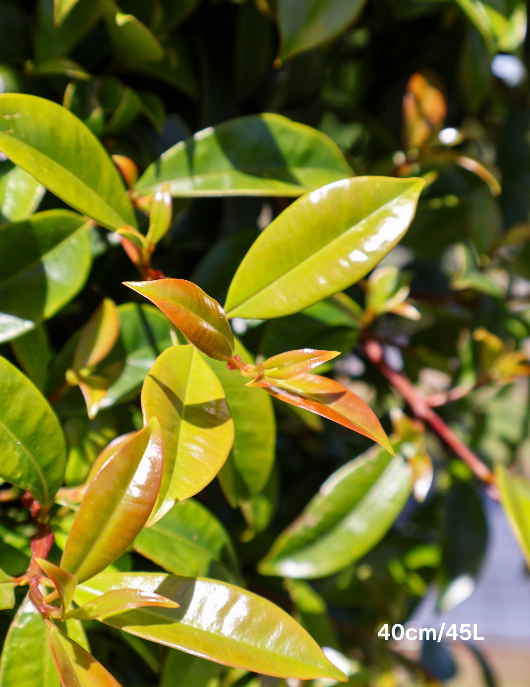 Acacia pycnantha - Golden Wattle - Evergreen Trees Direct