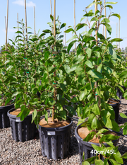 Acacia pycnantha - Golden Wattle - Evergreen Trees Direct